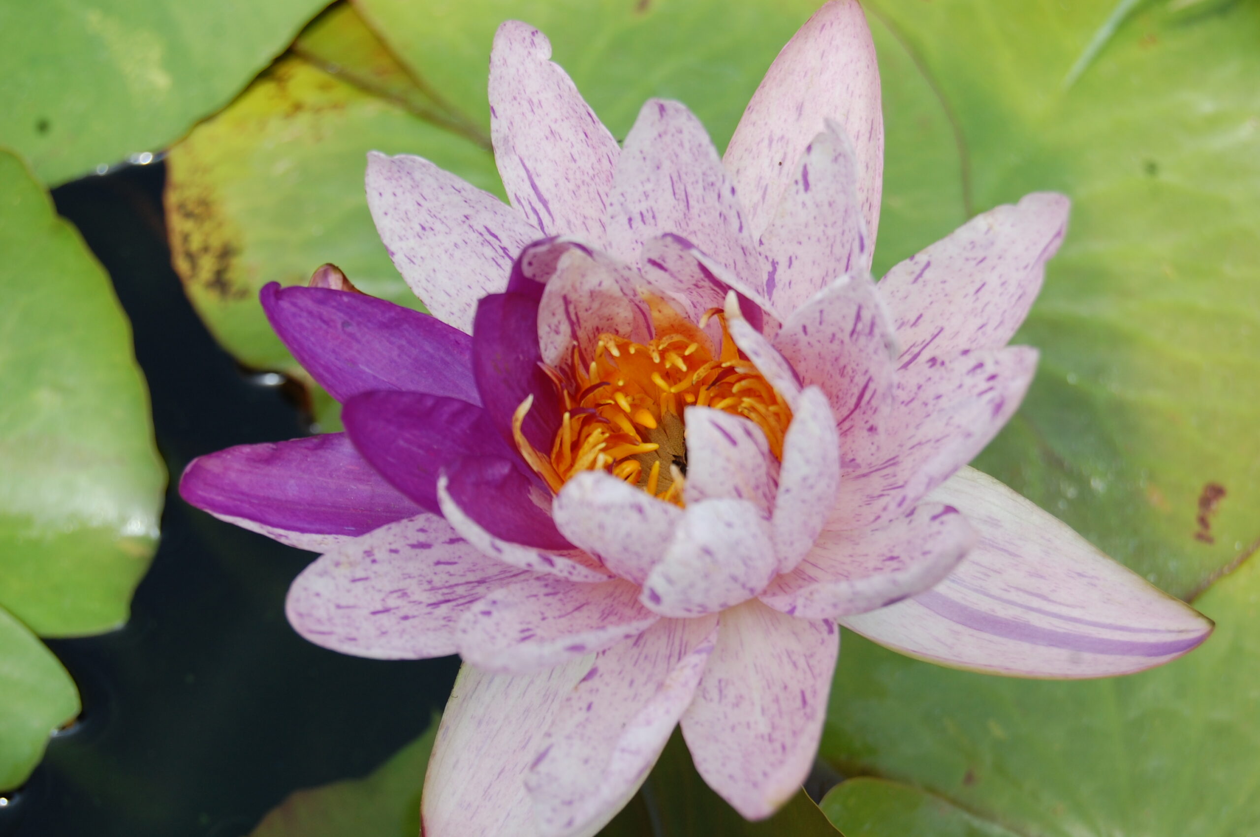 acheter nénuphars isg nymphaea Améthyst Crystal for sale buy on line (20)