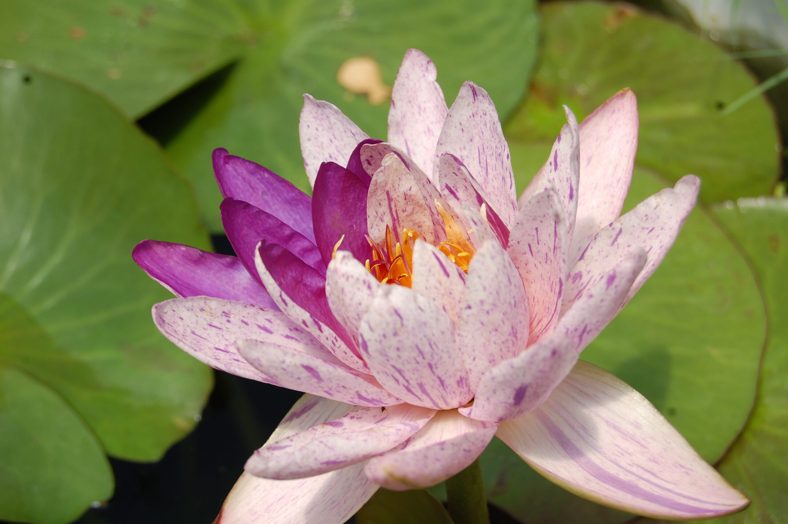 acheter nénuphars isg nymphaea Améthyst Crystal for sale buy on line (22)