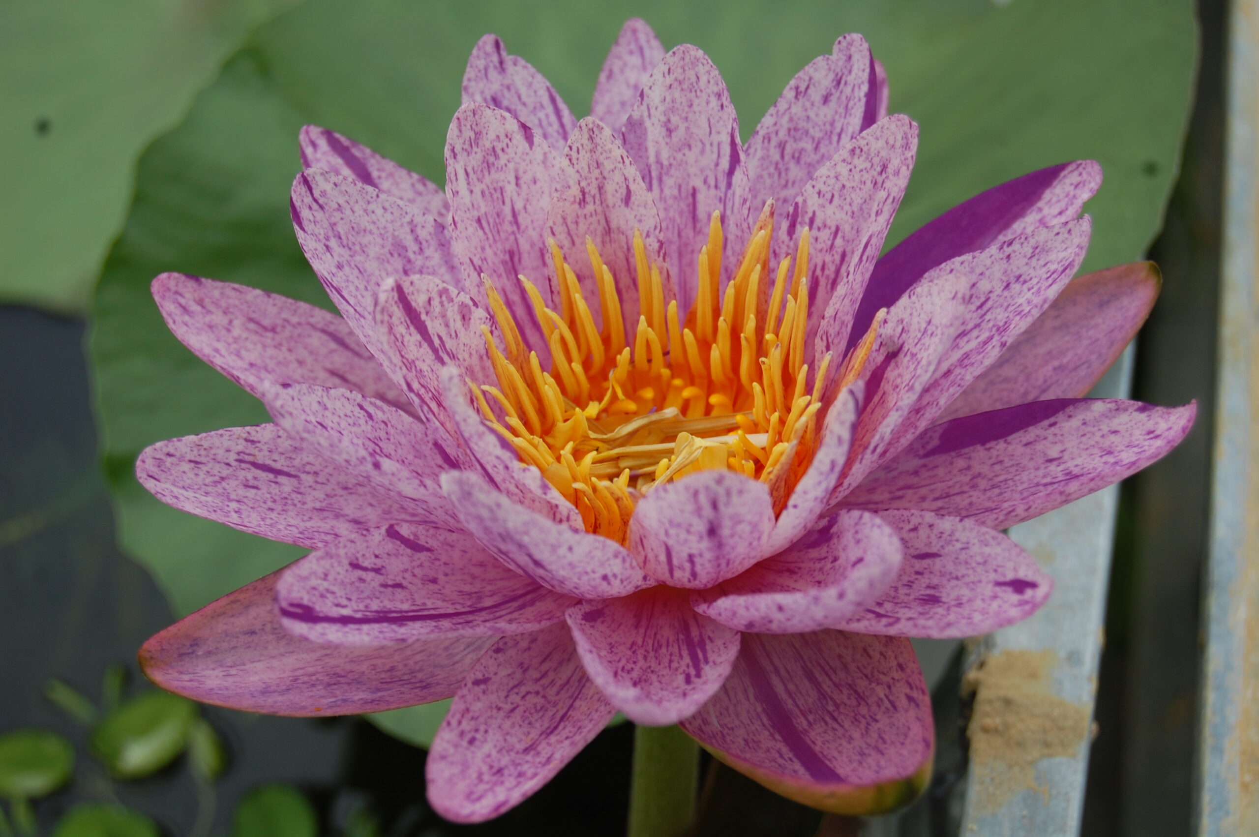 acheter nénuphars isg nymphaea Améthyst Crystal for sale buy on line (24)