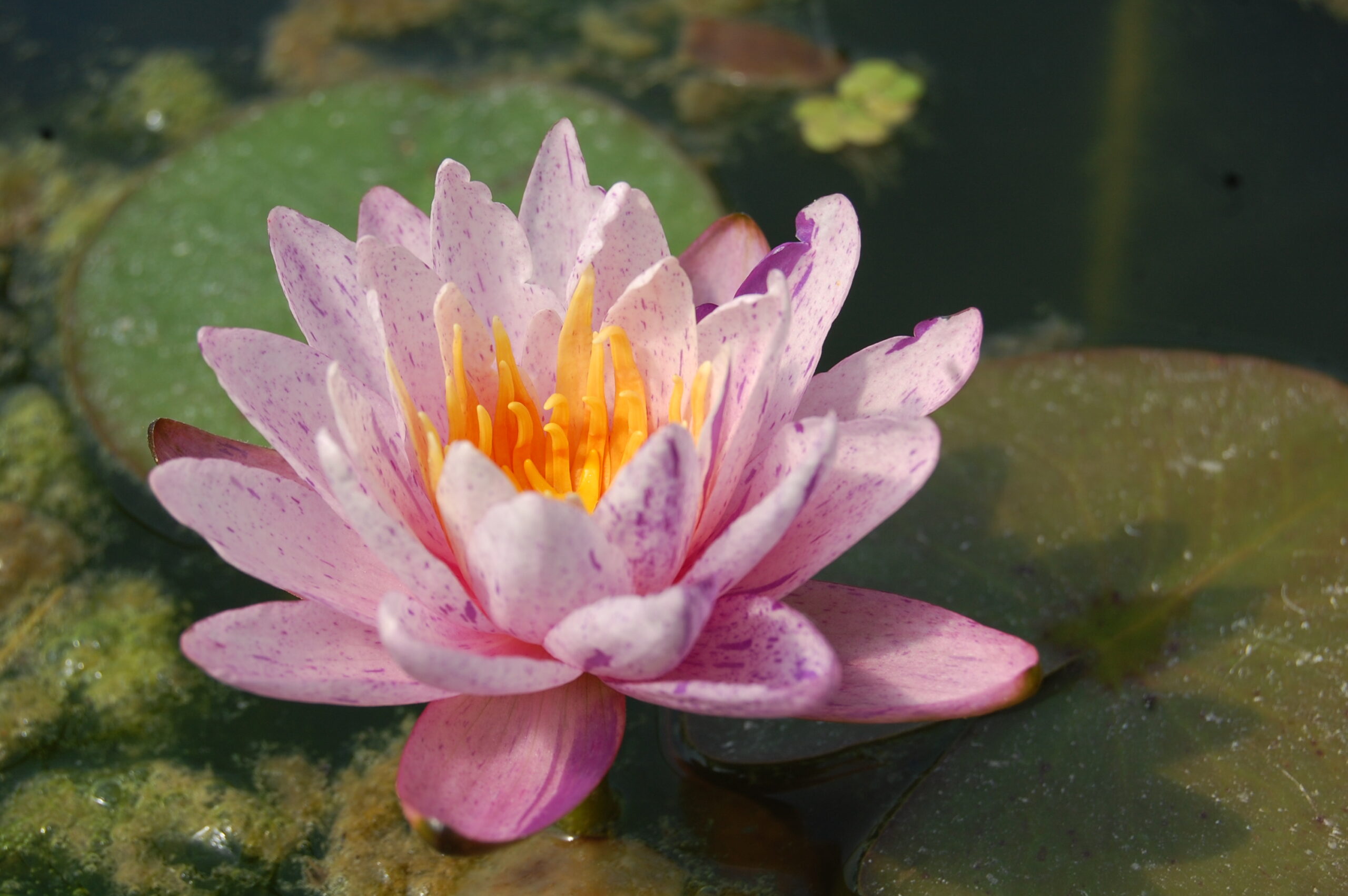 acheter nénuphars isg nymphaea Améthyst Crystal for sale buy on line (28)