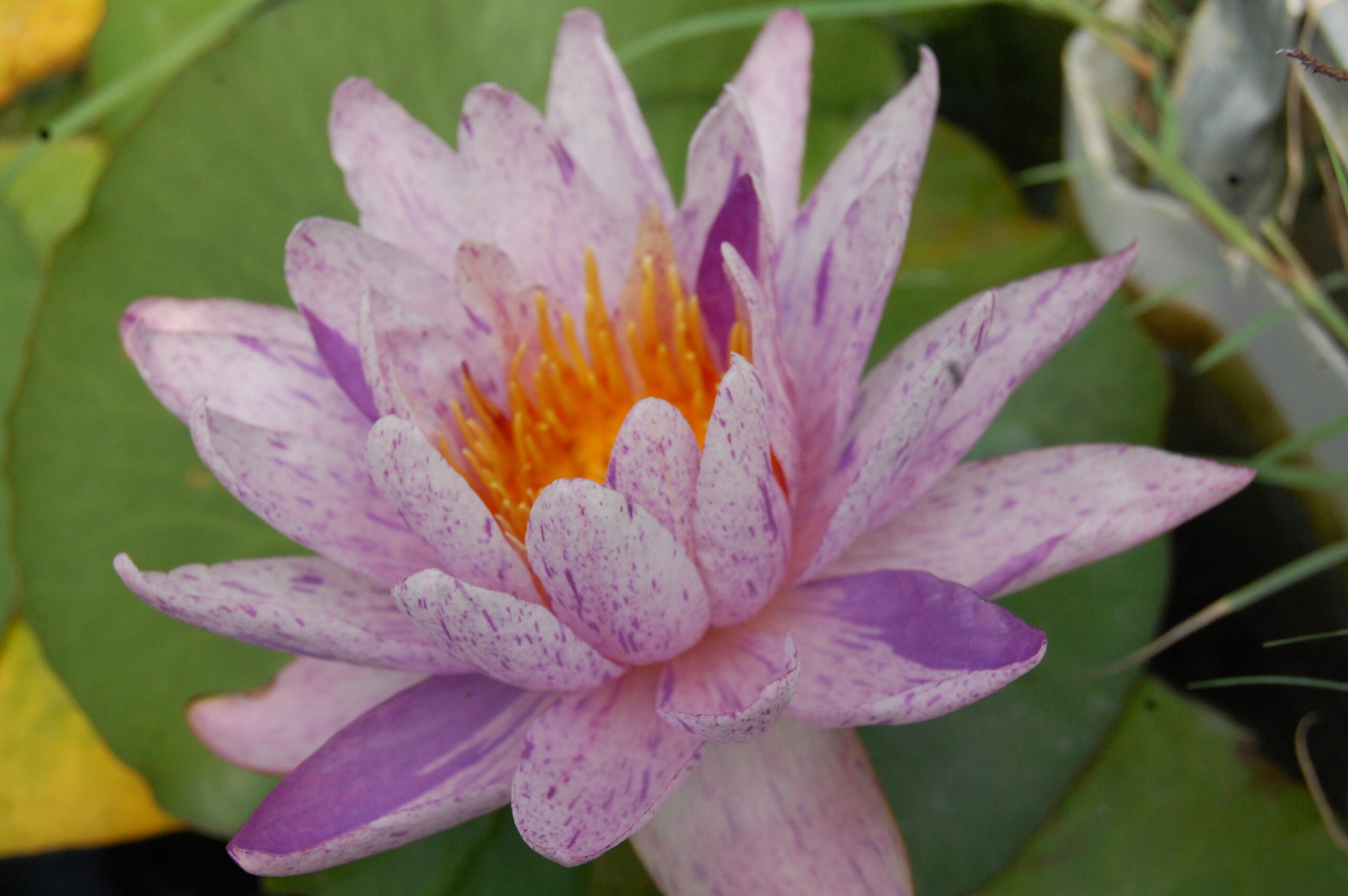acheter nénuphars isg nymphaea Améthyst Crystal for sale buy on line (35)