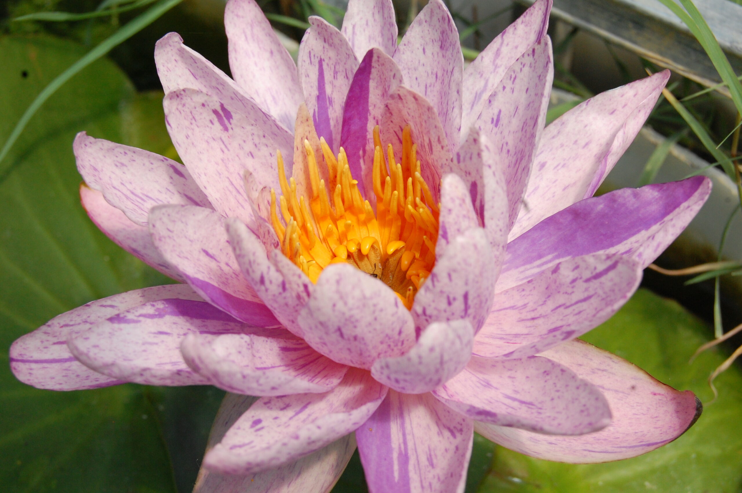 acheter nénuphars isg nymphaea Améthyst Crystal for sale buy on line (36)