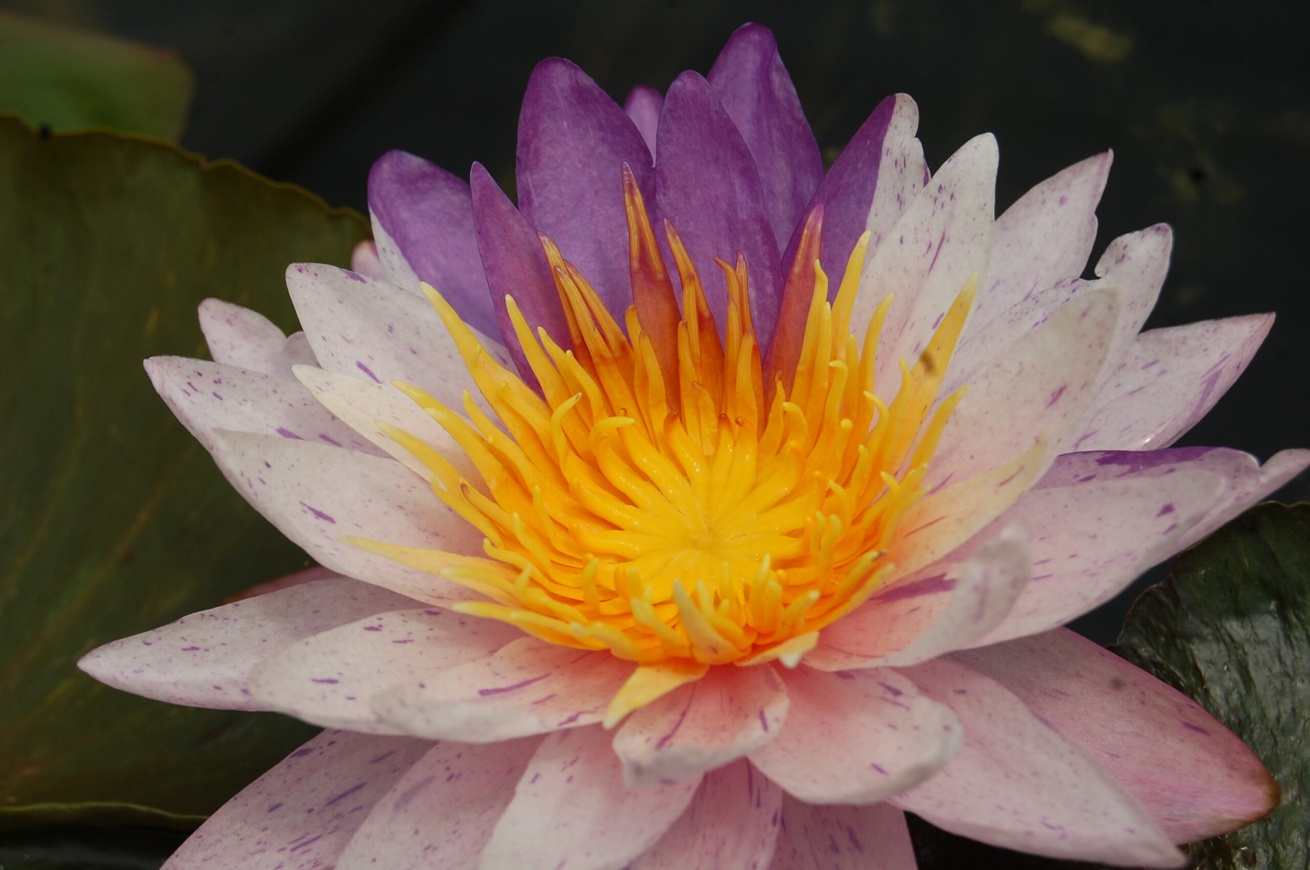 acheter nénuphars isg nymphaea Améthyst Crystal for sale buy on line (37)