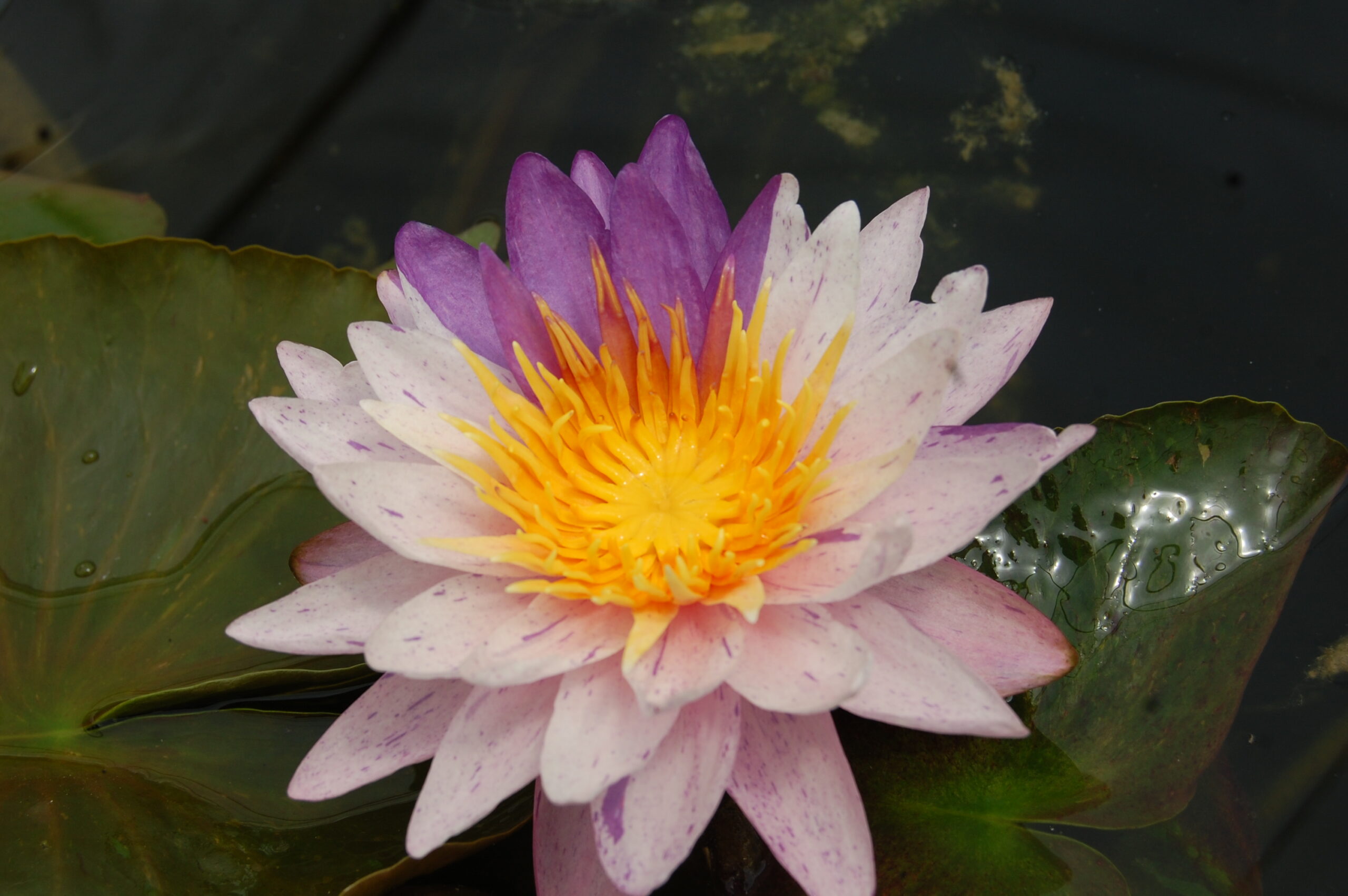 acheter nénuphars isg nymphaea Améthyst Crystal for sale buy on line (47)