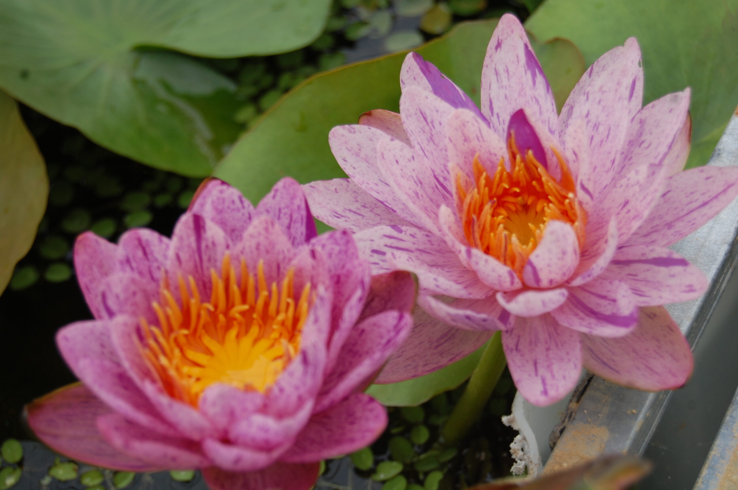 acheter nénuphars isg nymphaea Améthyst Crystal for sale buy on line (53)