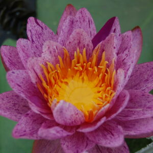 acheter nénuphars isg nymphaea Améthyst Crystal for sale buy on line (64)
