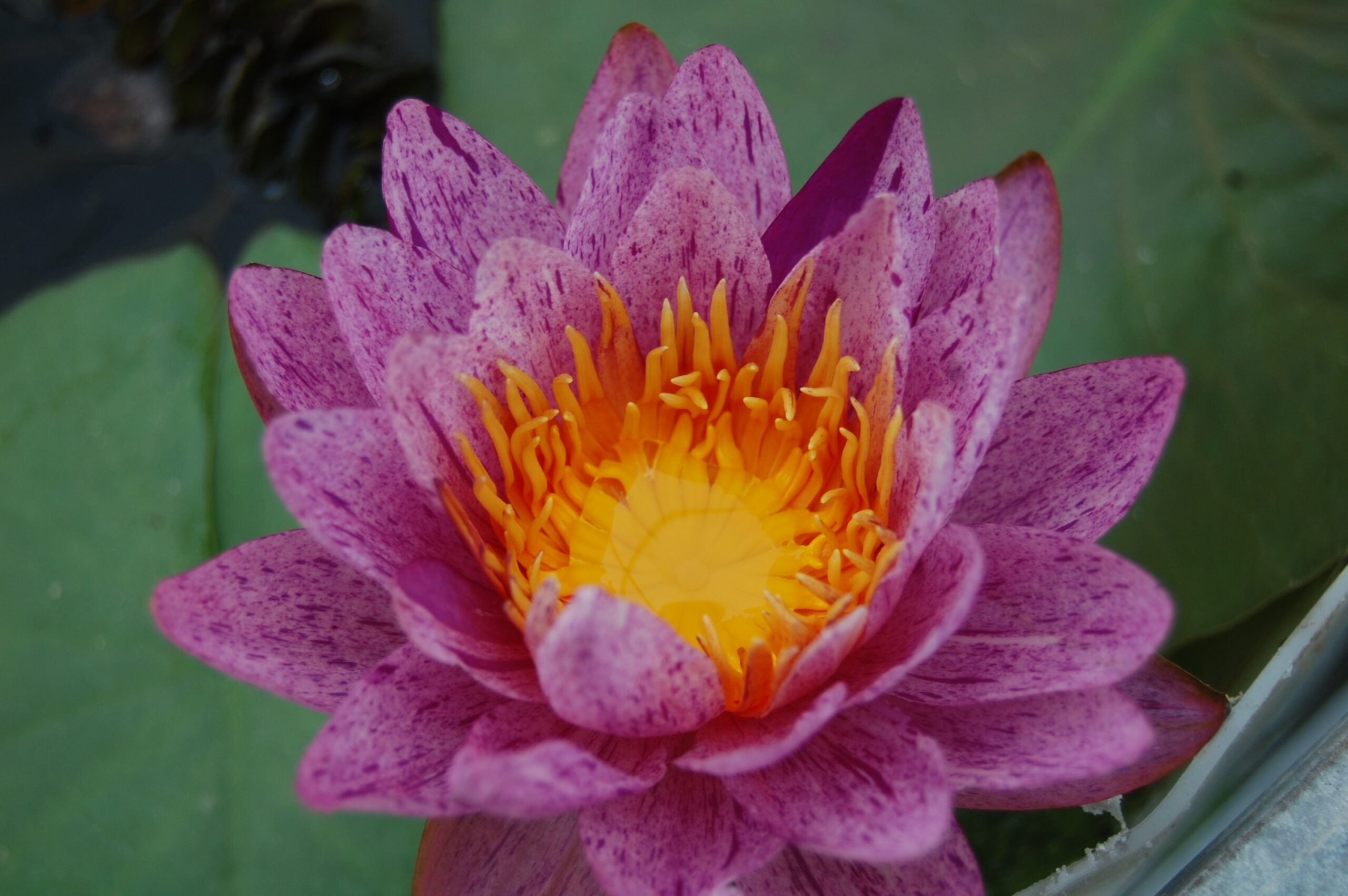 acheter nénuphars isg nymphaea Améthyst Crystal for sale buy on line (64)