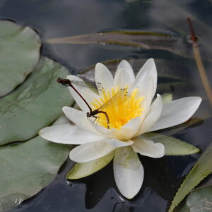 acheter nymphaea Alba for sale buy on line (35)
