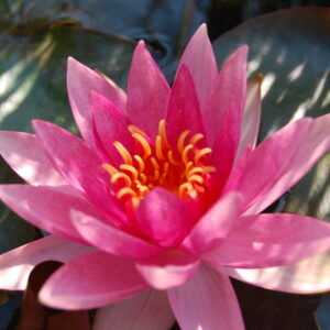 acheter nymphaea Aldébaran for sale buy on line (16)