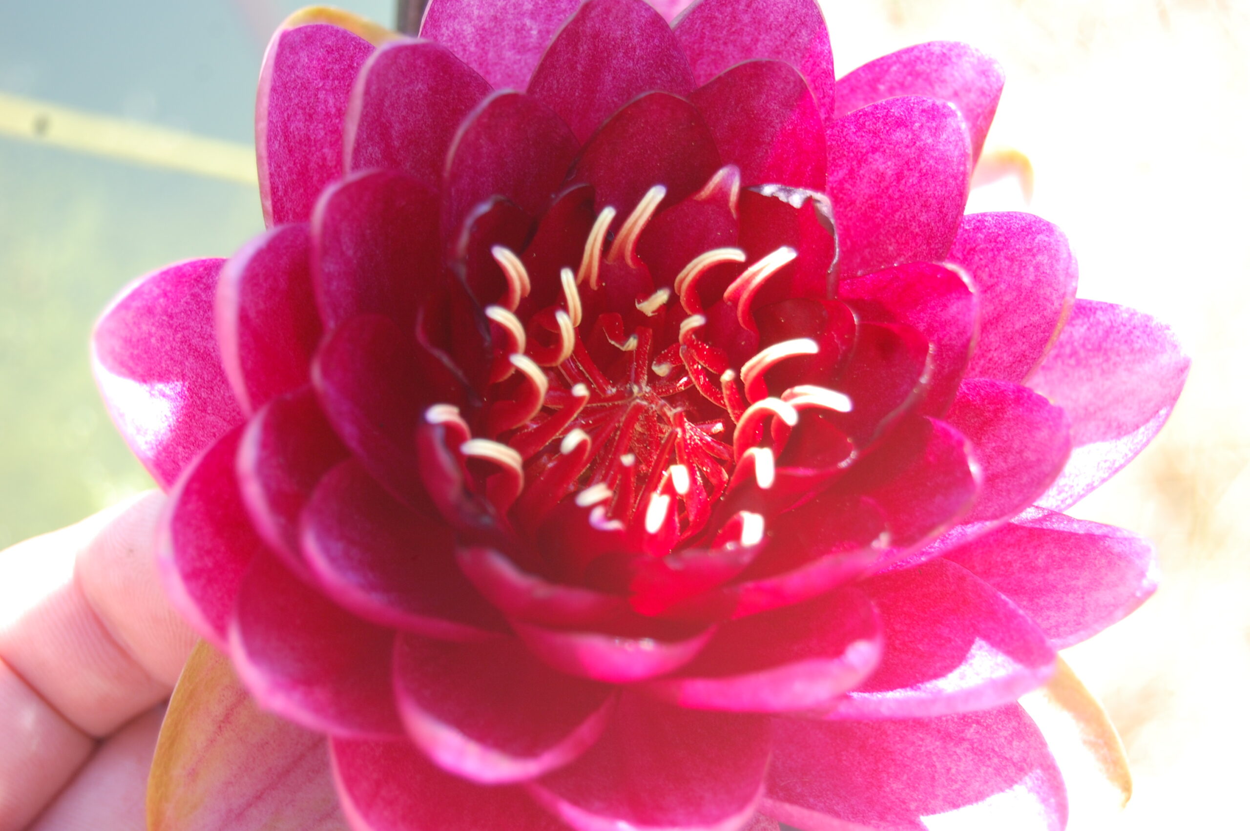 acheter nymphaea Almost Black for sale buy on line (1)