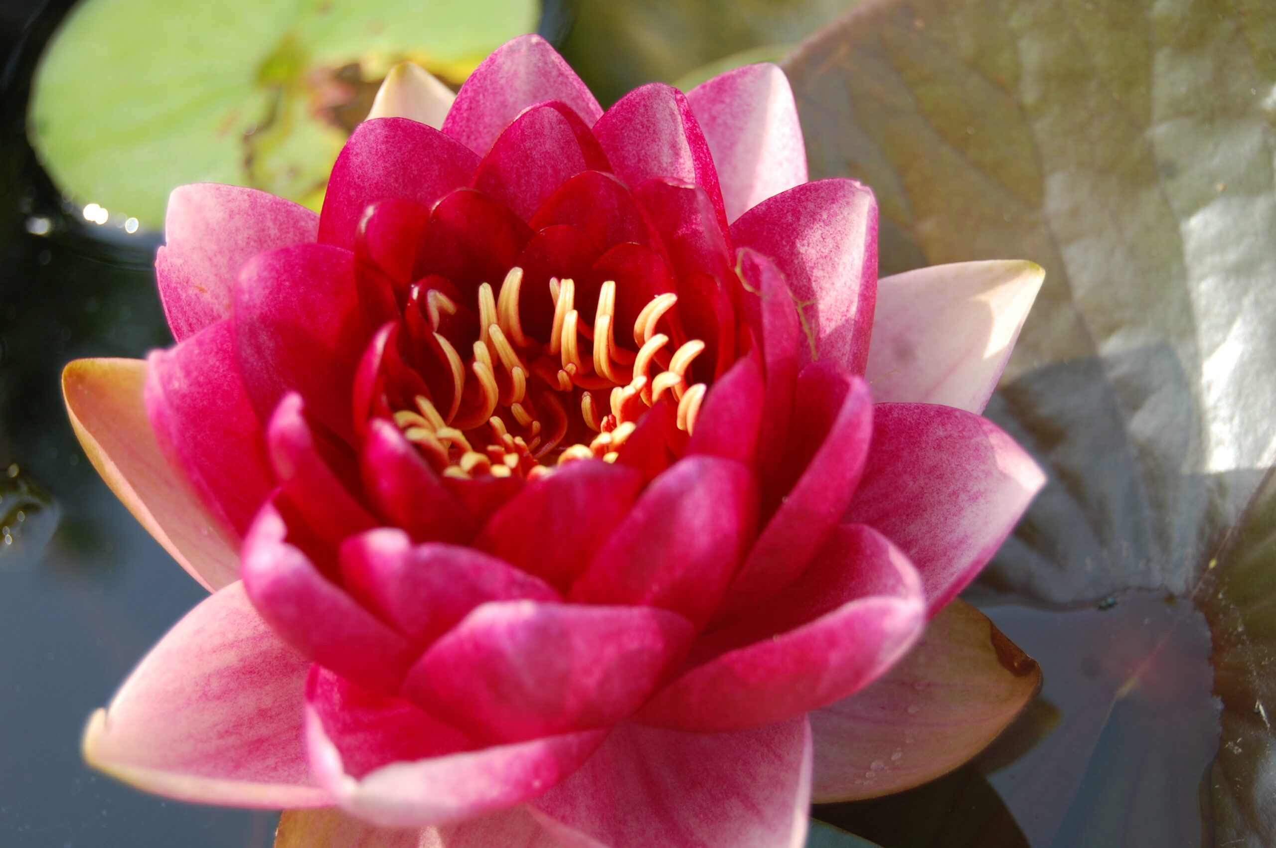 acheter nymphaea Almost Black for sale buy on line (2)