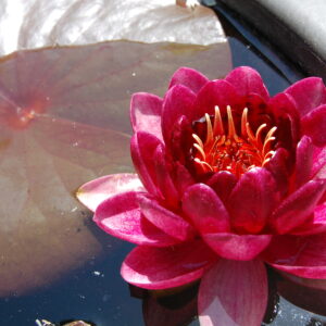 acheter nymphaea Almost Black for sale buy on line (24)