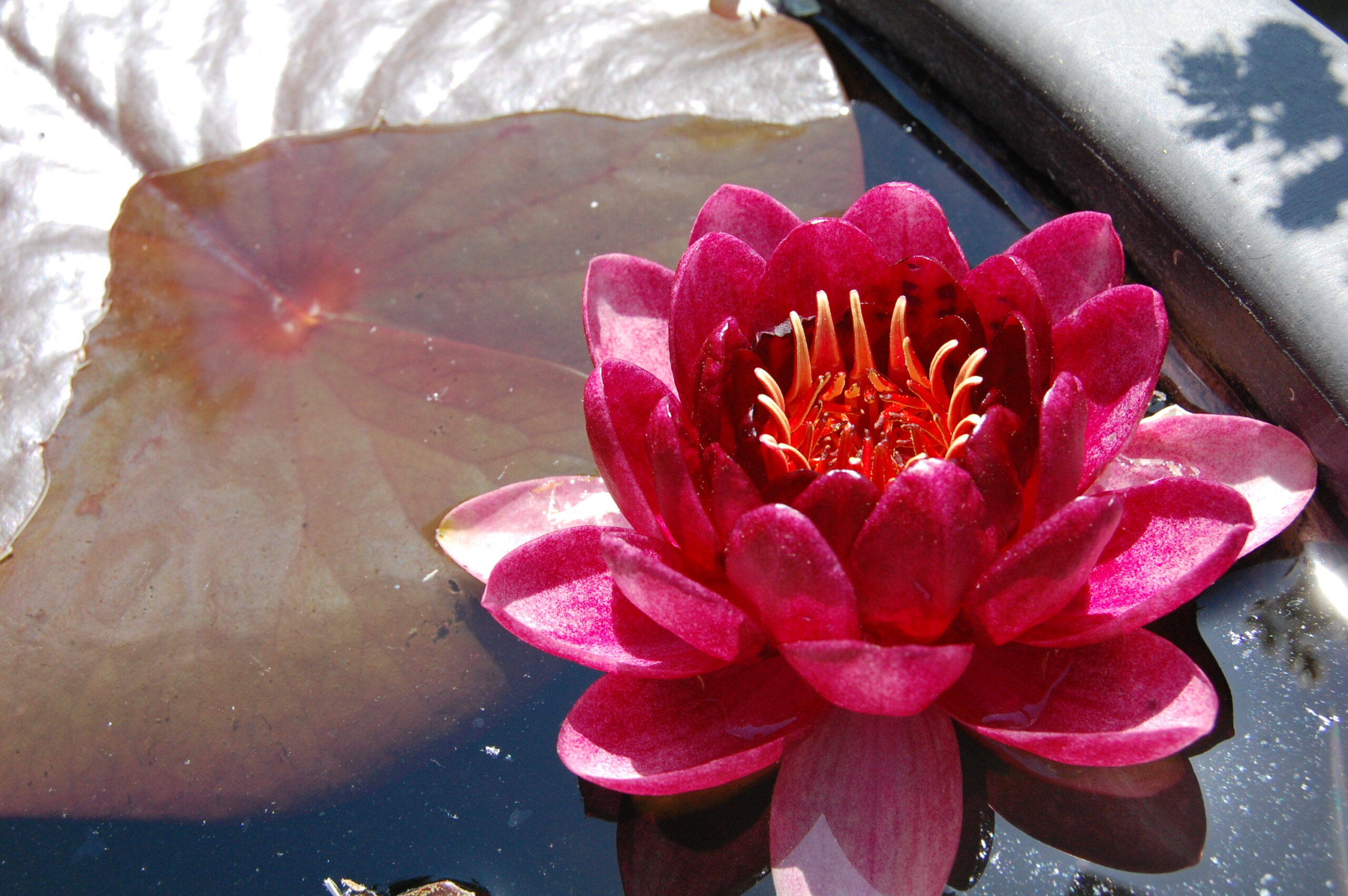 acheter nymphaea Almost Black for sale buy on line (24)