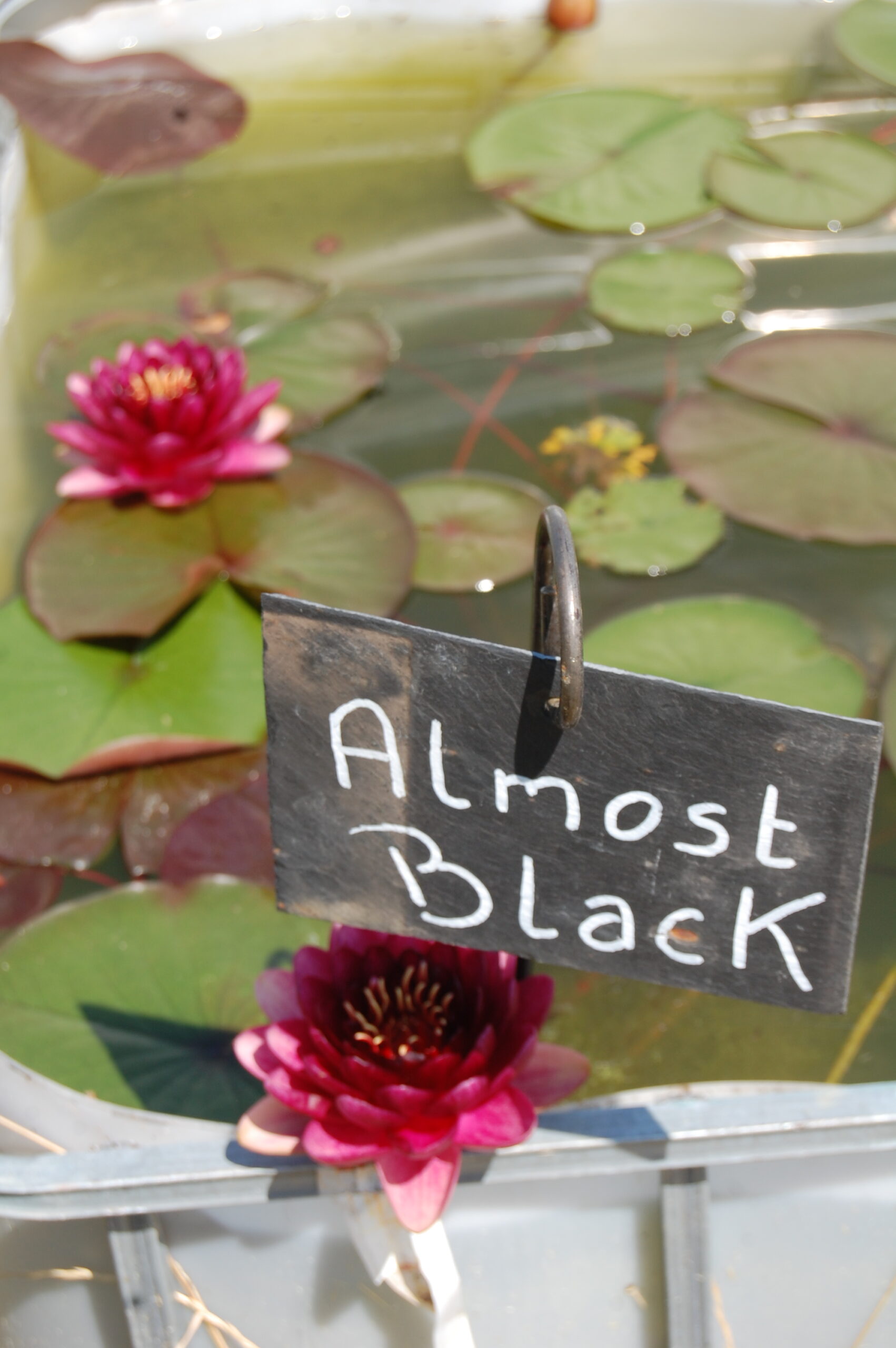 acheter nymphaea Almost Black for sale buy on line (26)