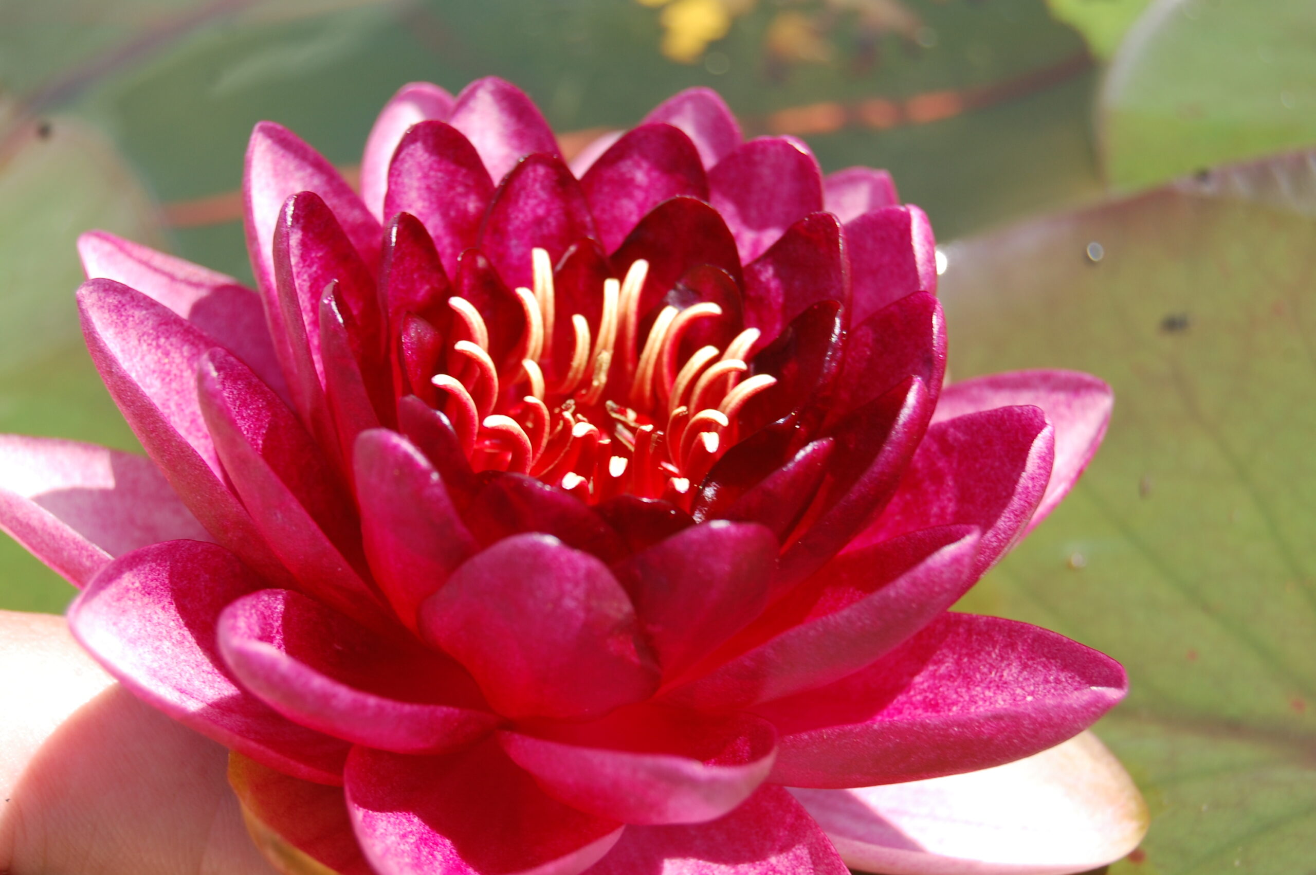 acheter nymphaea Almost Black for sale buy on line (32)