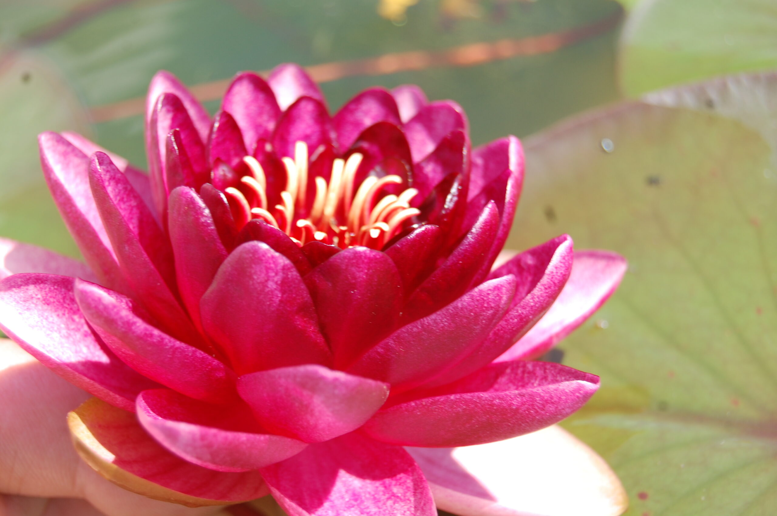 acheter nymphaea Almost Black for sale buy on line (33)