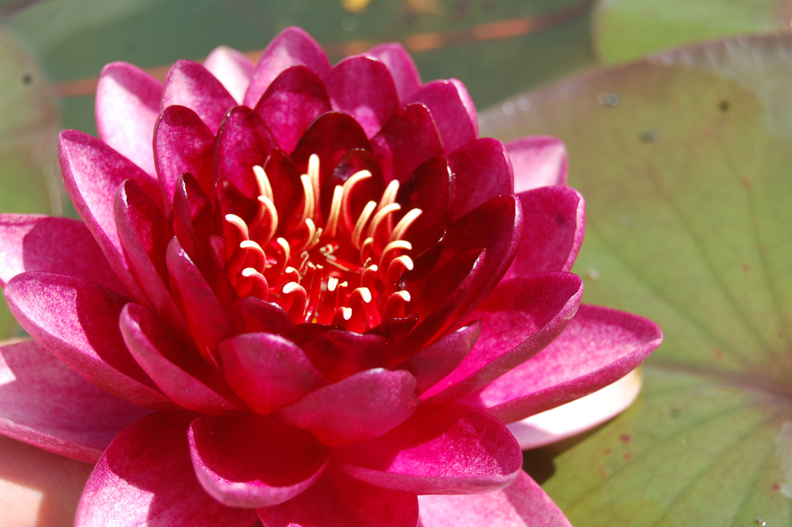 acheter nymphaea Almost Black for sale buy on line (34)