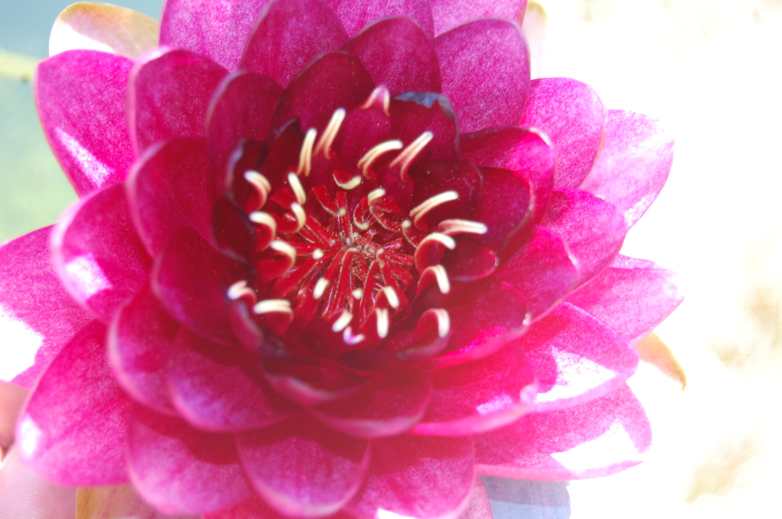 acheter nymphaea Almost Black for sale buy on line (35)