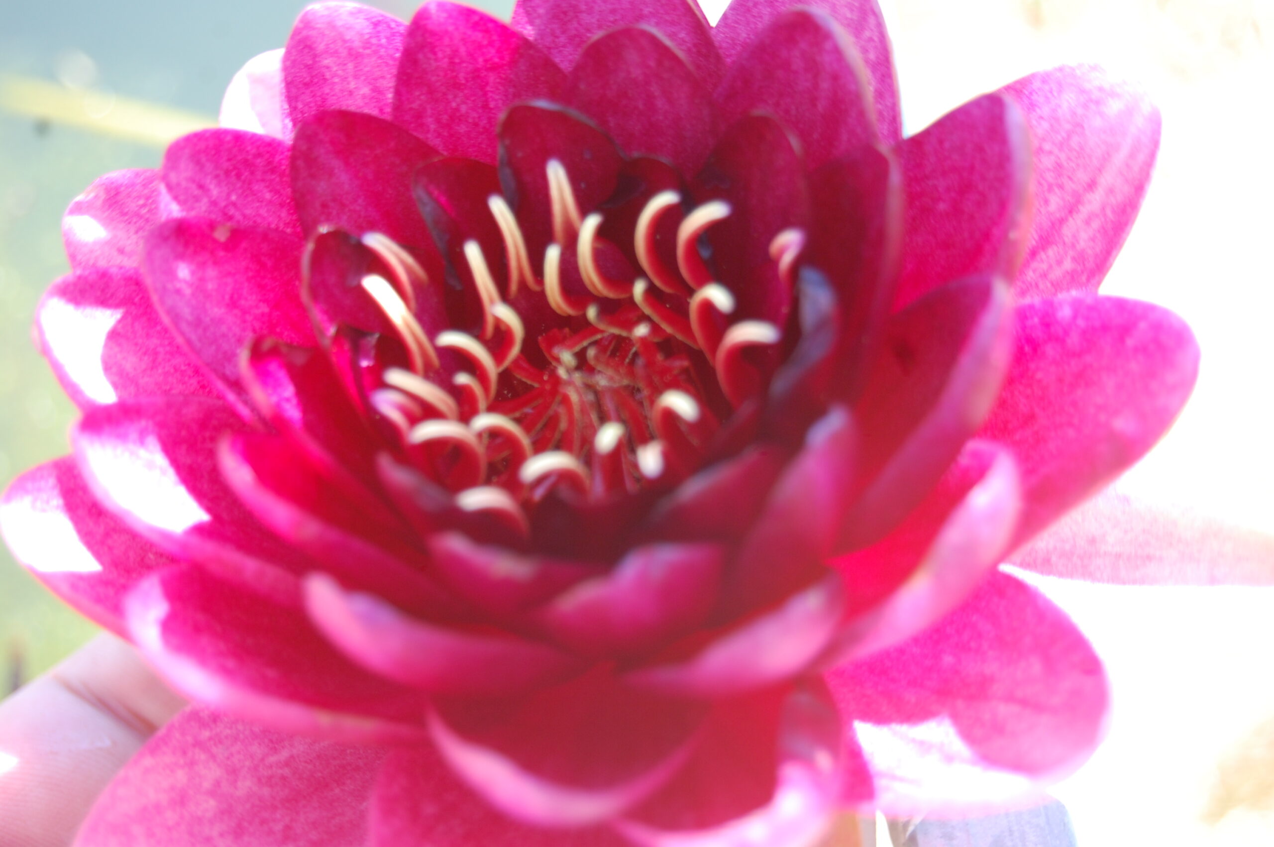 acheter nymphaea Almost Black for sale buy on line (36)
