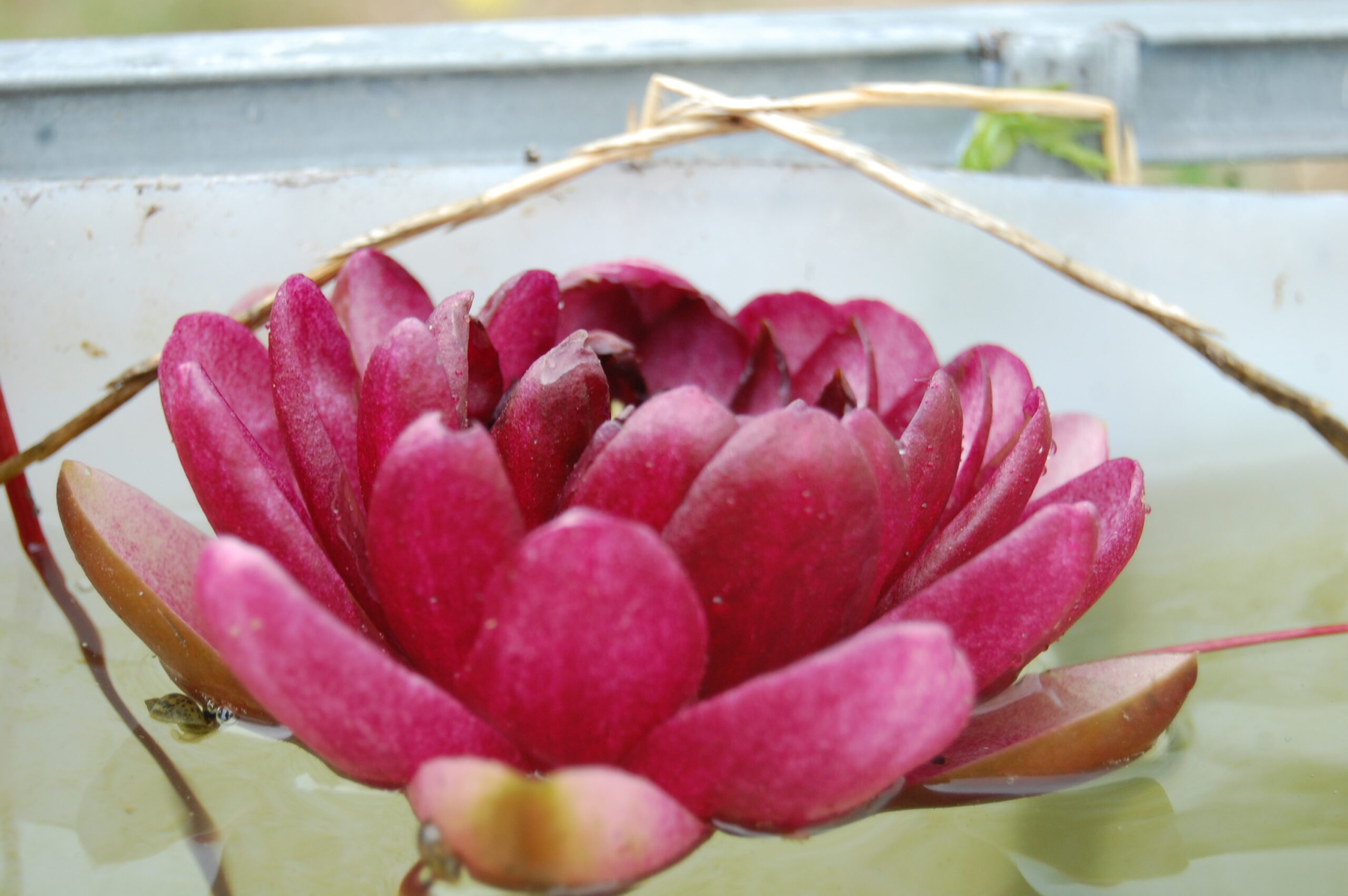 acheter nymphaea Almost Black for sale buy on line (4)