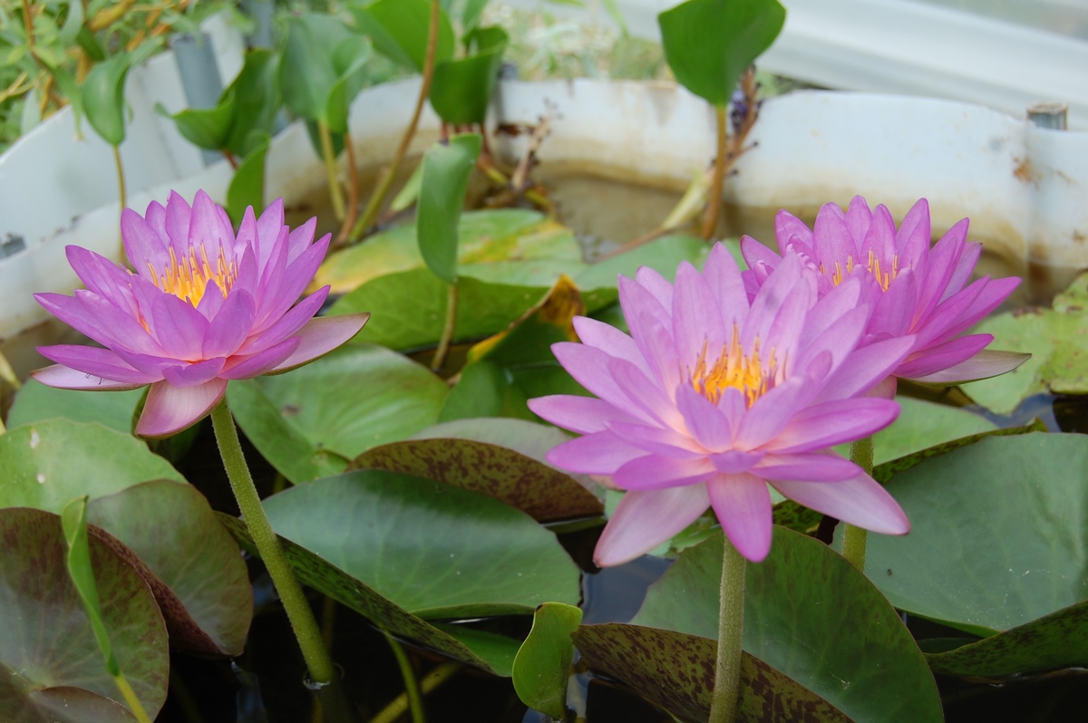 acheter nymphaea Amandine for sale buy on line (100)