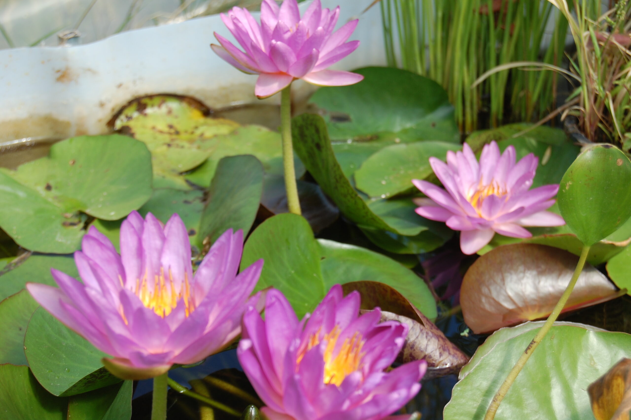 acheter nymphaea Amandine for sale buy on line (103)