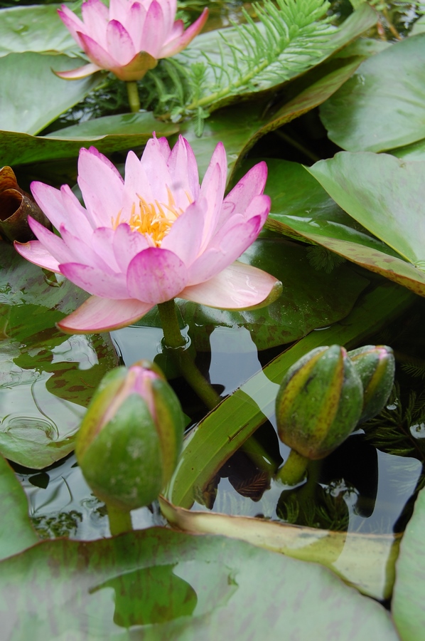 acheter nymphaea Amandine for sale buy on line (114)