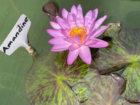 acheter nymphaea Amandine for sale buy on line (12)
