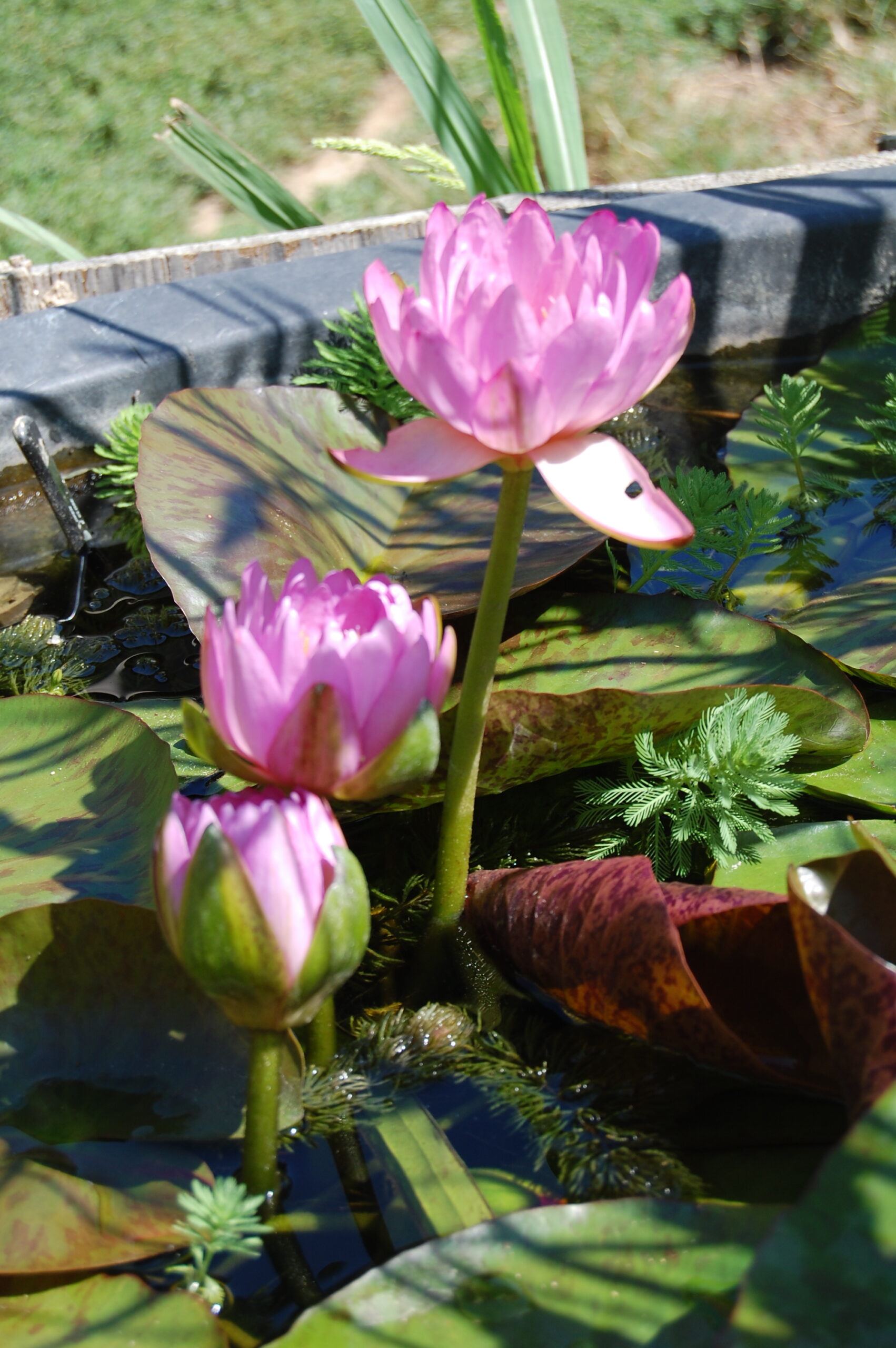 acheter nymphaea Amandine for sale buy on line (138)