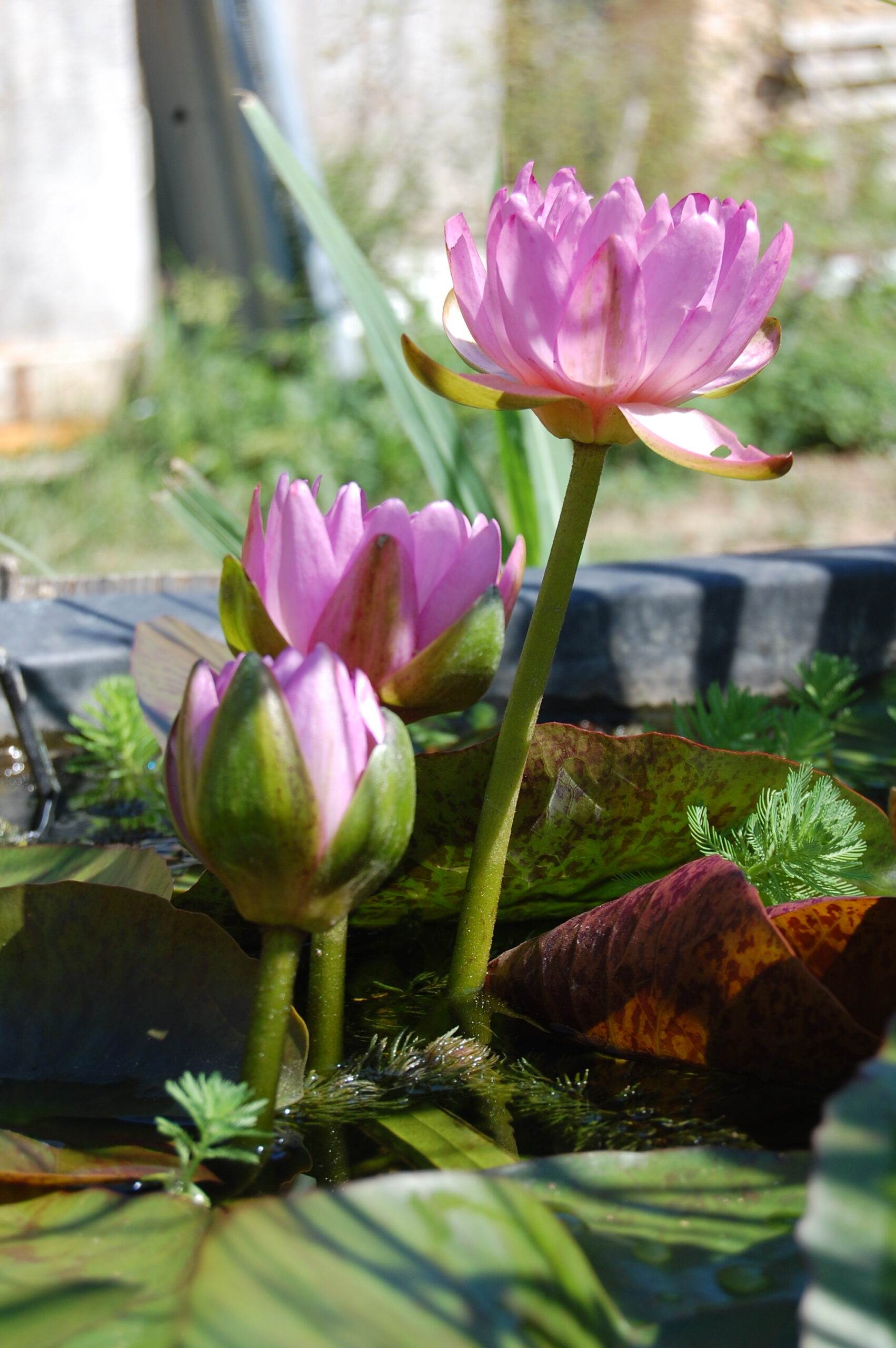 acheter nymphaea Amandine for sale buy on line (142)