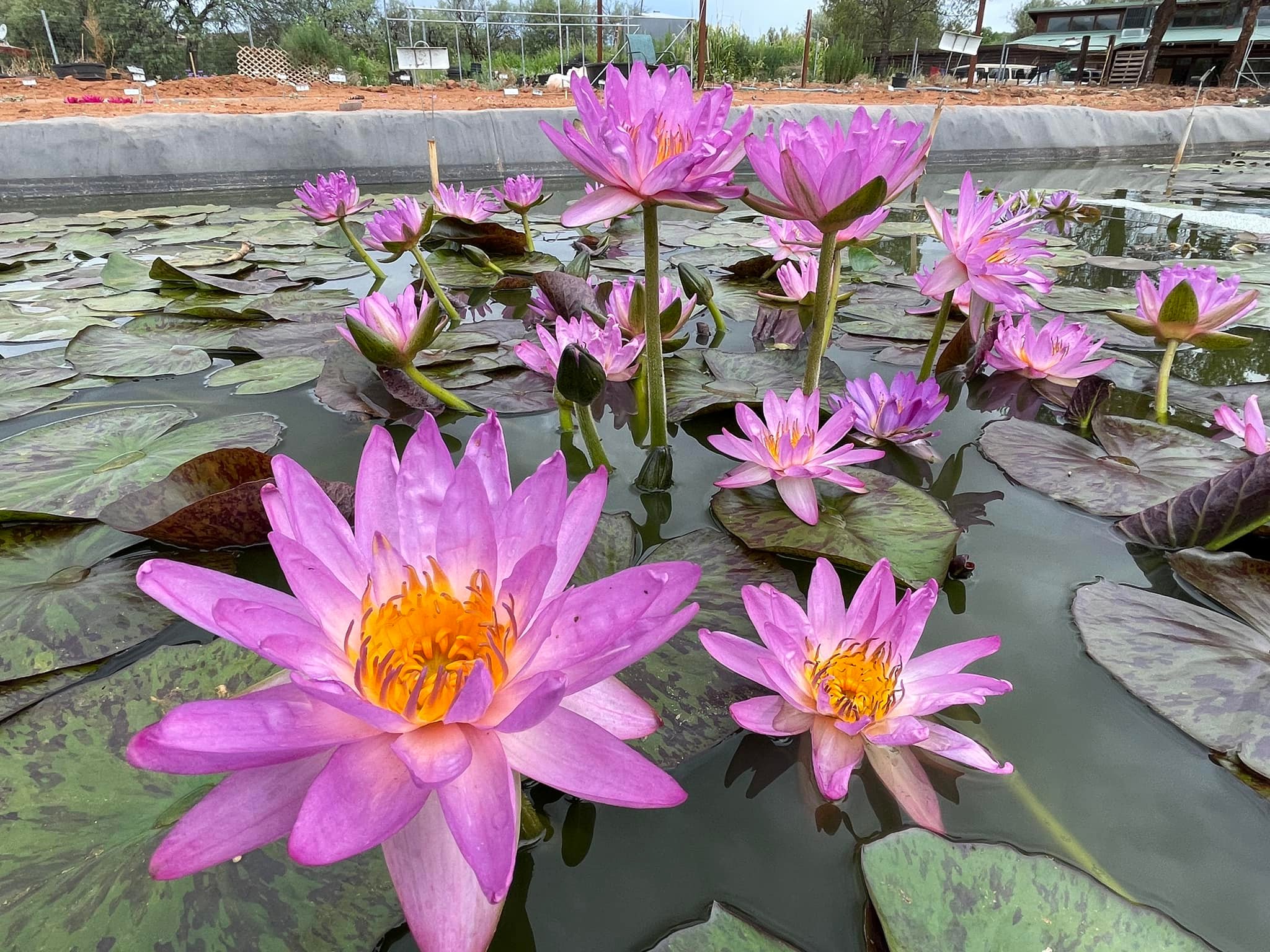 acheter nymphaea Amandine for sale buy on line (16)