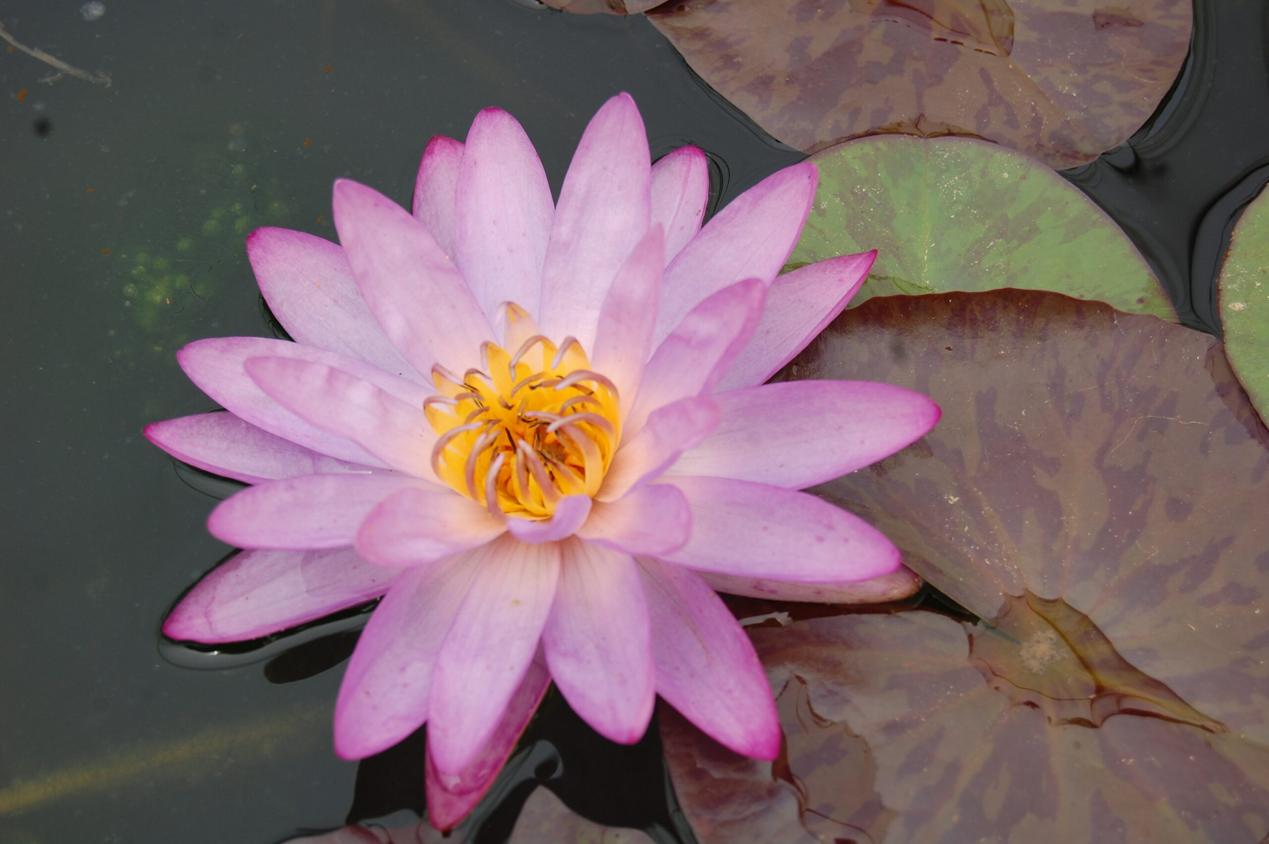 acheter nymphaea Amandine for sale buy on line (178)