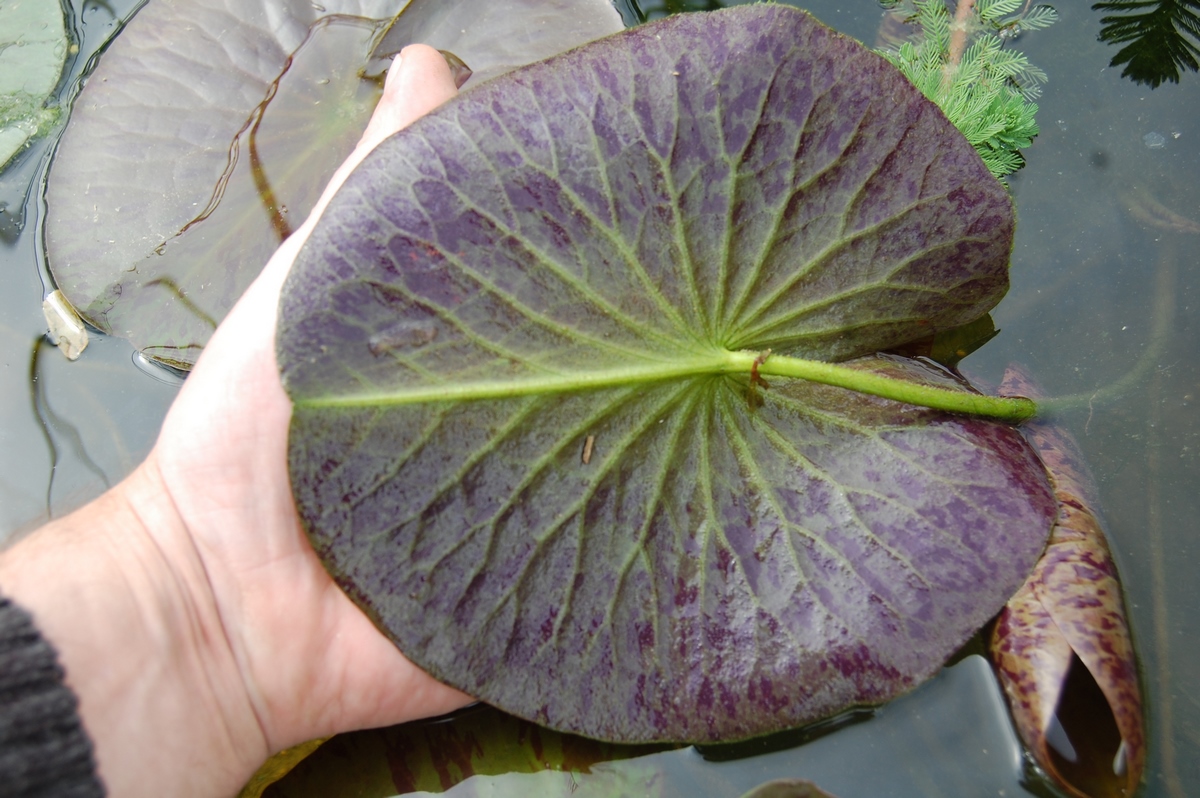 acheter nymphaea Amandine for sale buy on line (179)