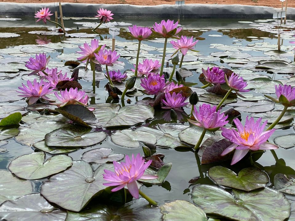 acheter nymphaea Amandine for sale buy on line (20)