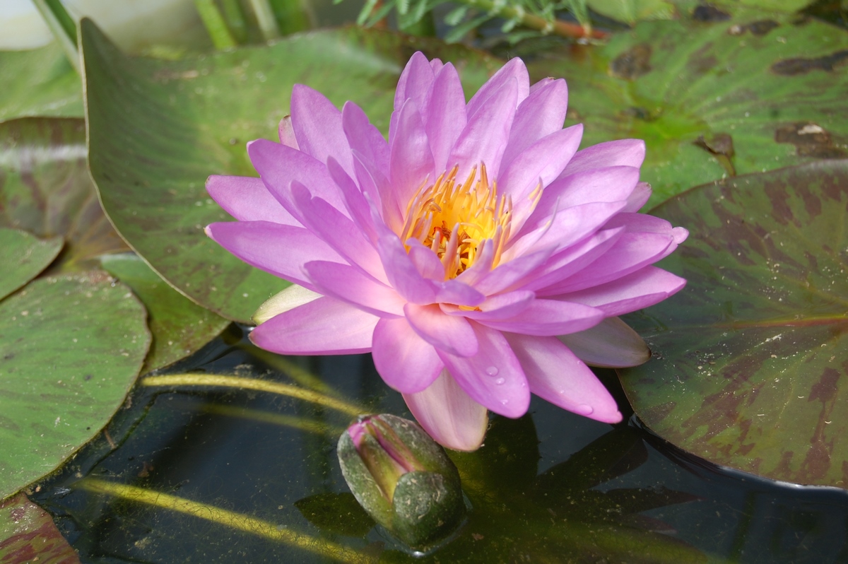 acheter nymphaea Amandine for sale buy on line (205)