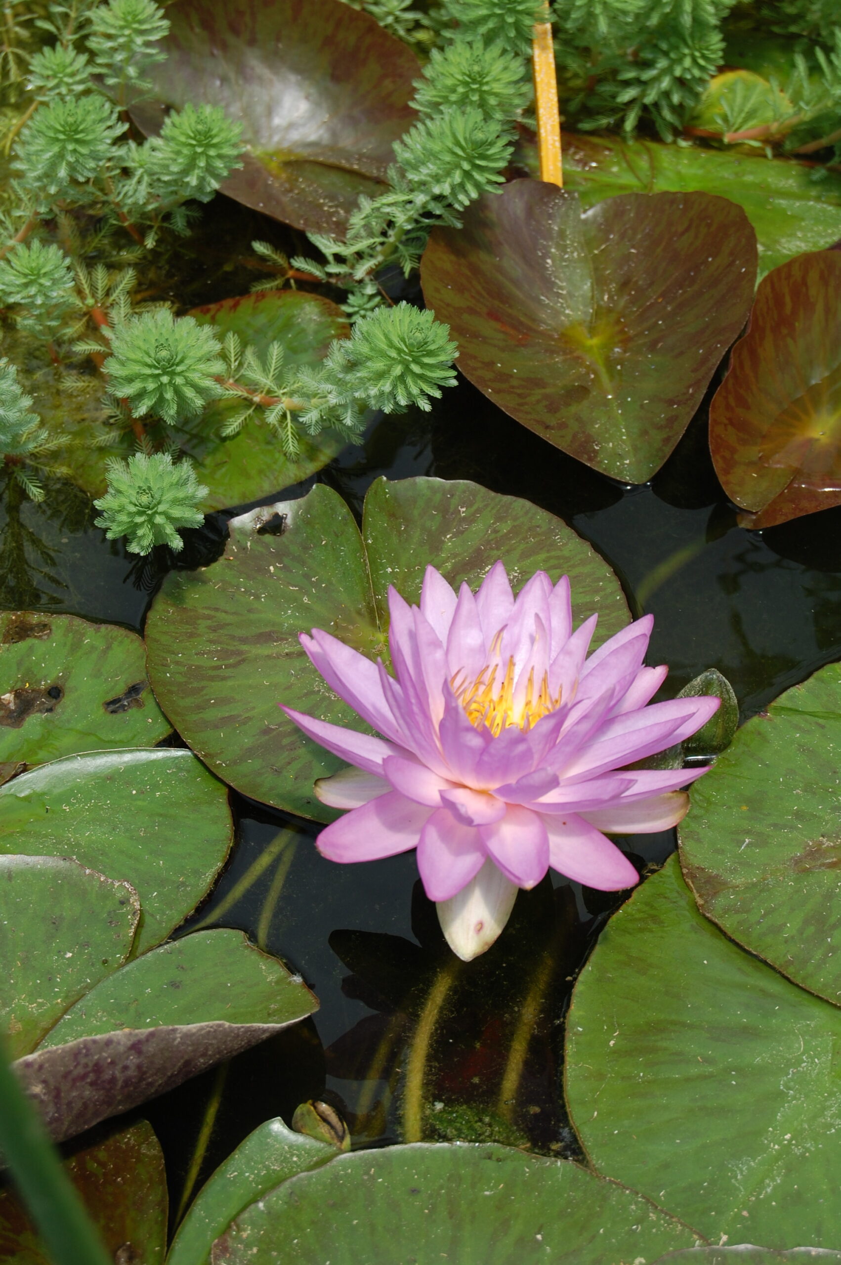 acheter nymphaea Amandine for sale buy on line (214)