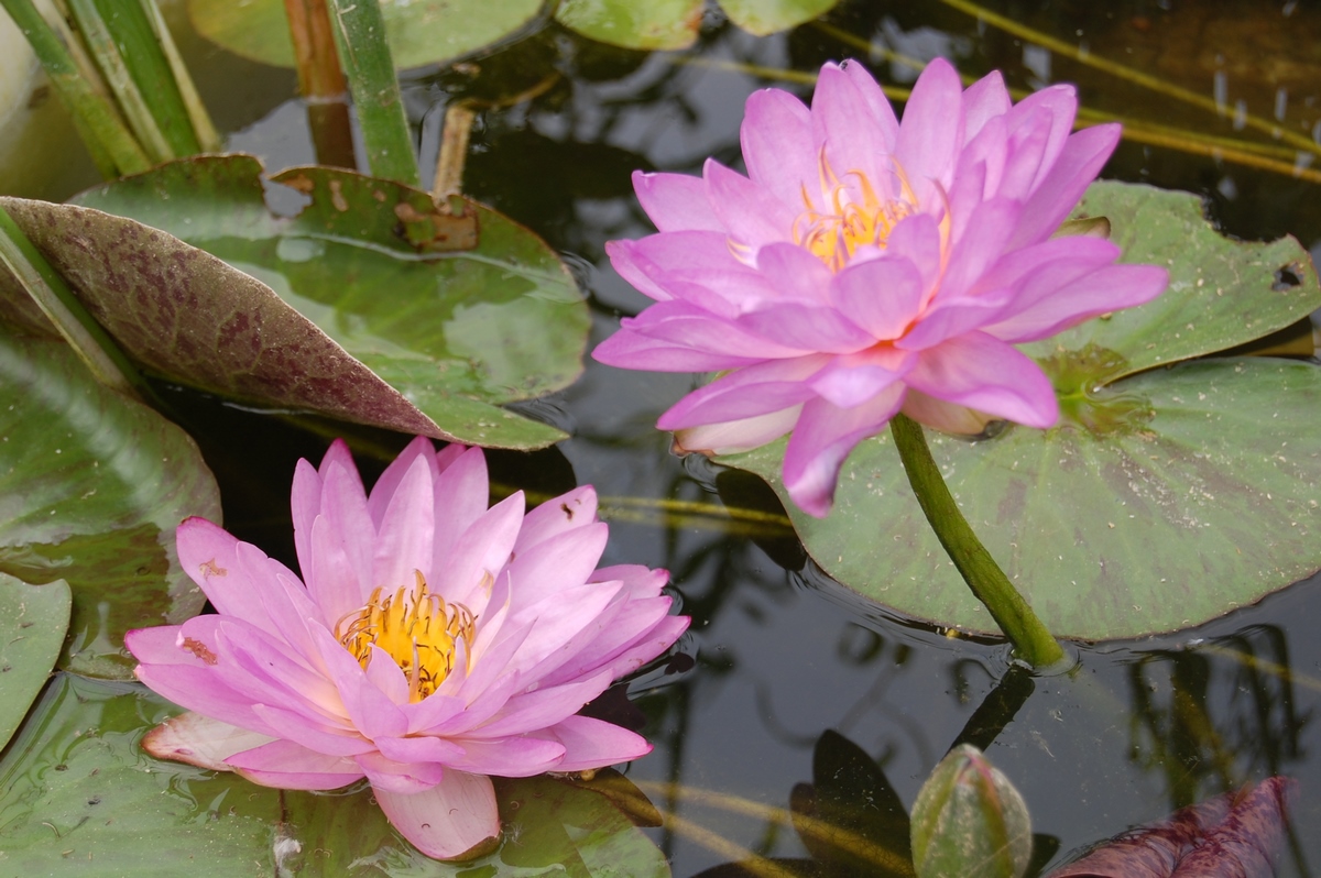 acheter nymphaea Amandine for sale buy on line (217)