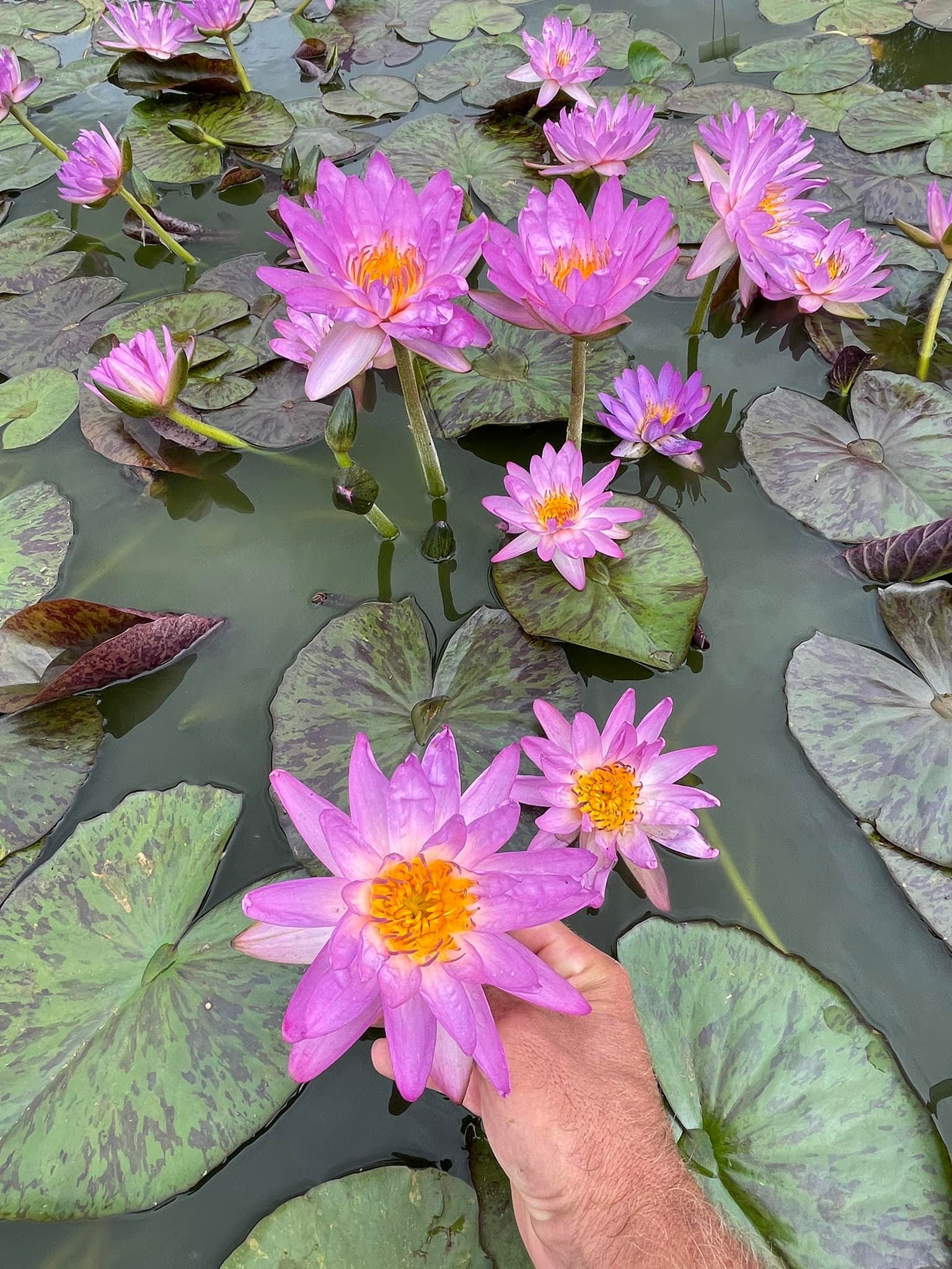 acheter nymphaea Amandine for sale buy on line (22)