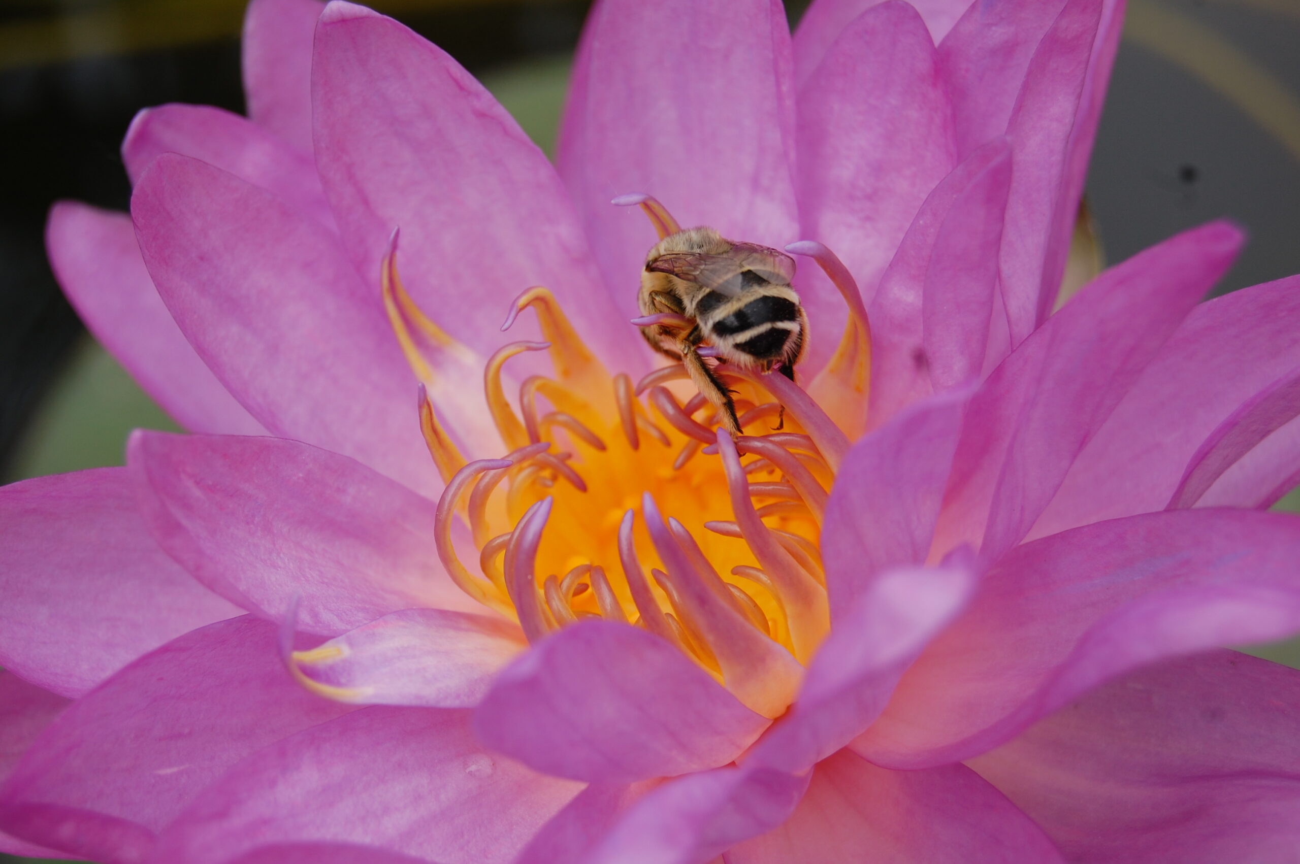 acheter nymphaea Amandine for sale buy on line (226)