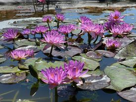 acheter nymphaea Amandine for sale buy on line (25)