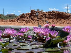acheter nymphaea Amandine for sale buy on line (27)