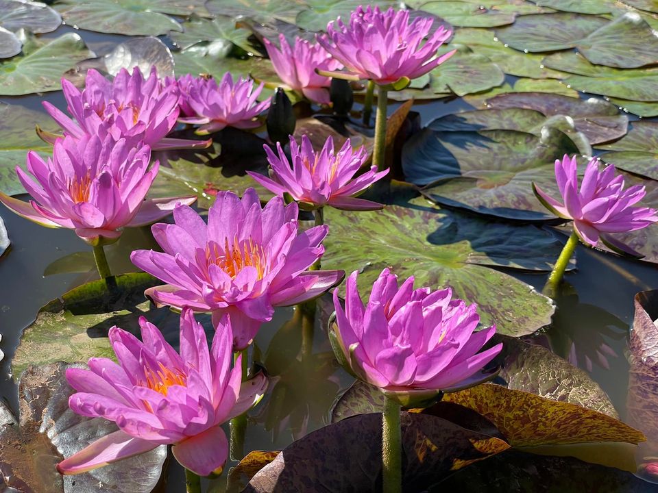 acheter nymphaea Amandine for sale buy on line (28)