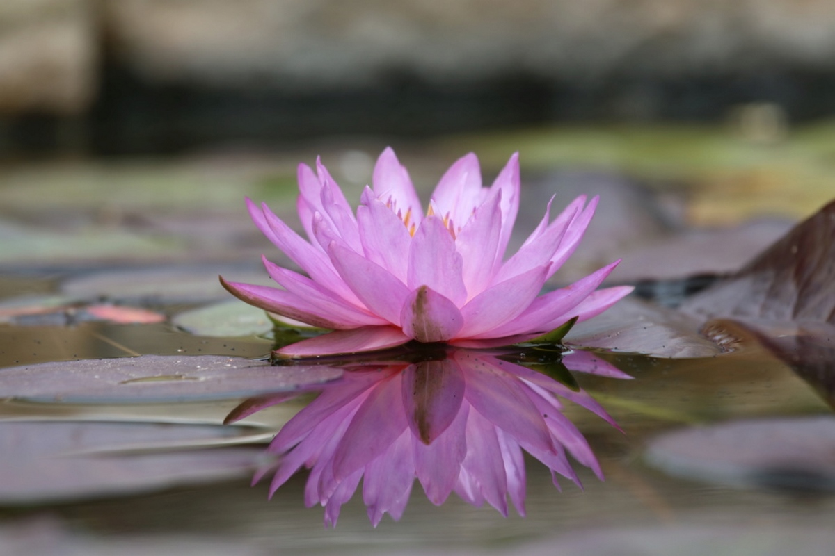 acheter nymphaea Amandine for sale buy on line (283)