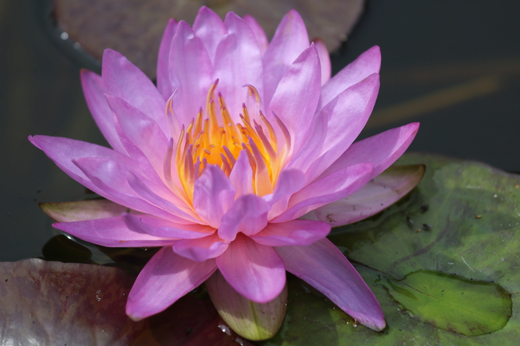 acheter nymphaea Amandine for sale buy on line (286)