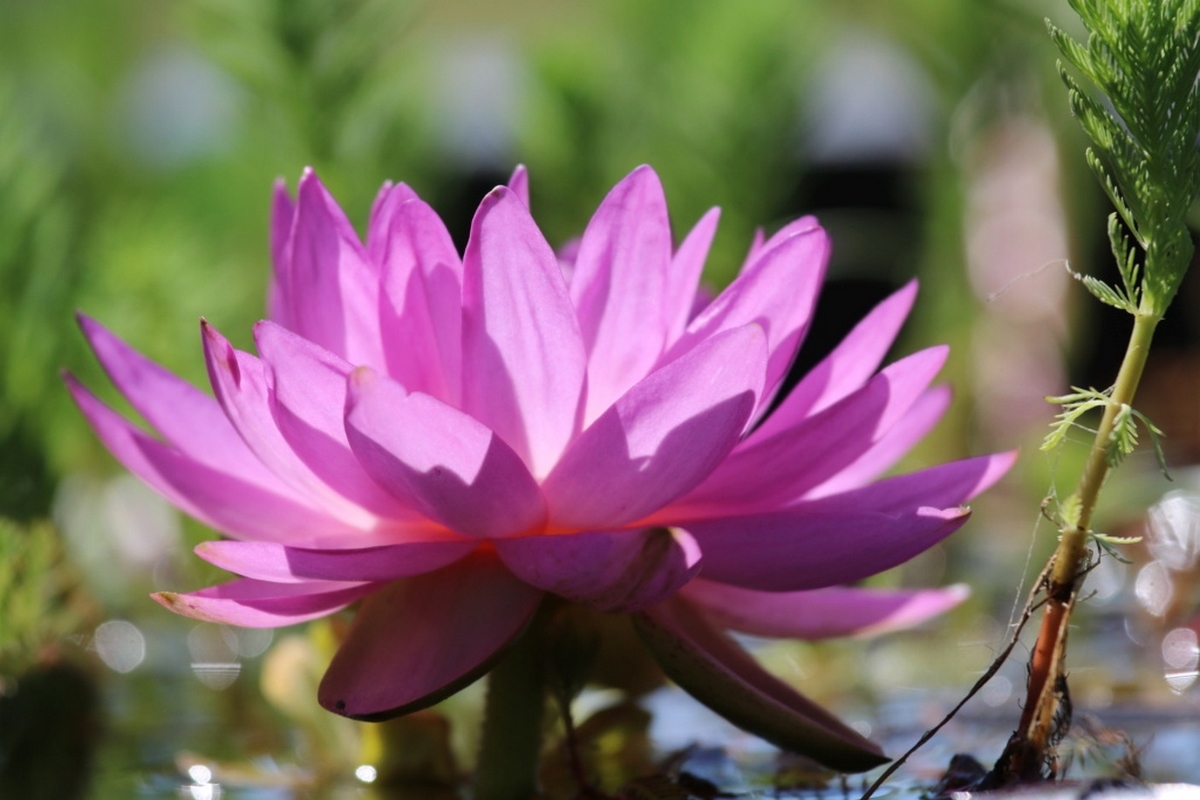 acheter nymphaea Amandine for sale buy on line (295)