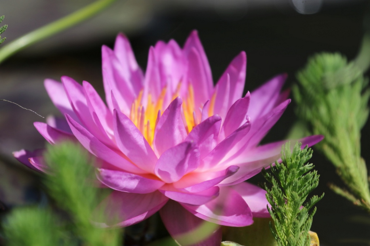 acheter nymphaea Amandine for sale buy on line (298)