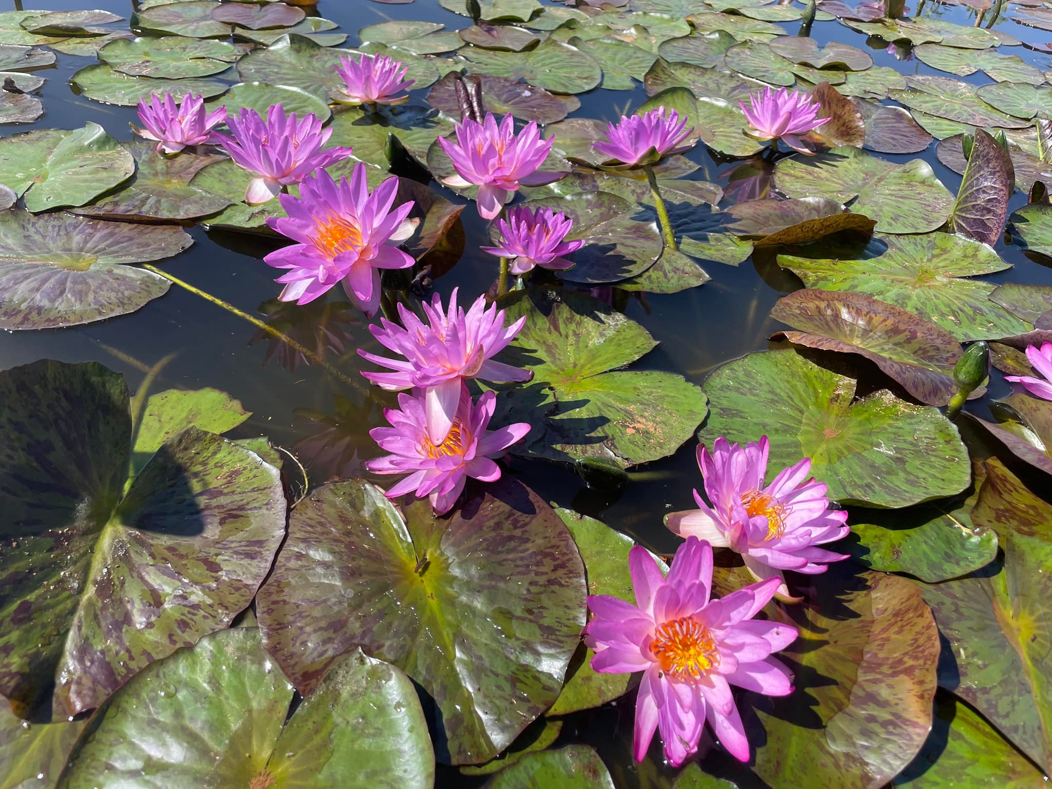 acheter nymphaea Amandine for sale buy on line (30)