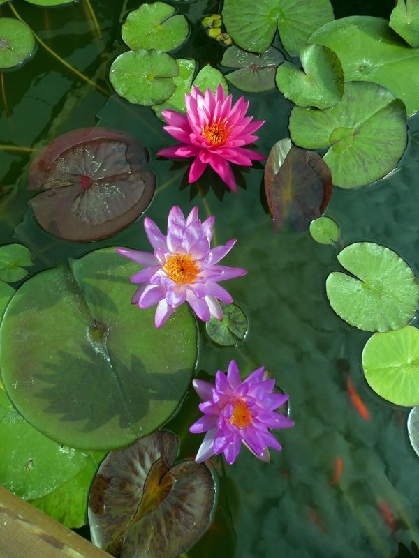 acheter nymphaea Amandine for sale buy on line (301)