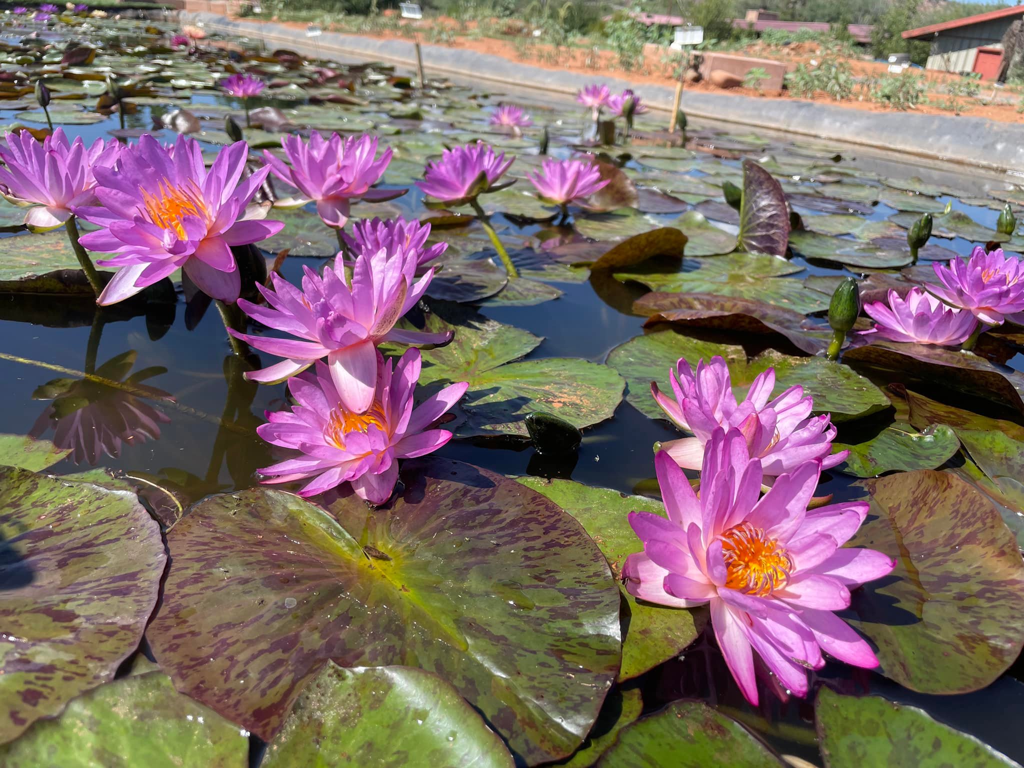 acheter nymphaea Amandine for sale buy on line (32)