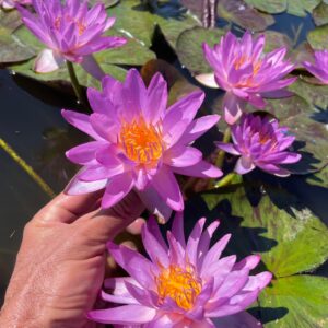 acheter nymphaea Amandine for sale buy on line (33)